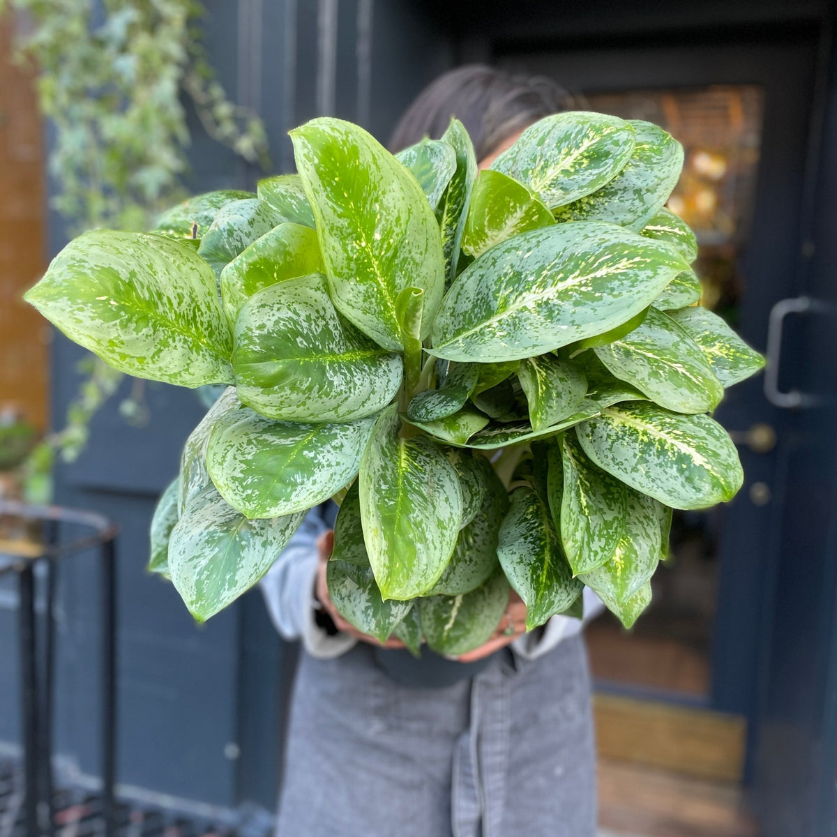 aglaonema lemon lime Aglaonema 'Lemon Mint'