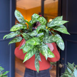 Aglaonema ‘Maria’ (14cm pot) - grow urban. UK