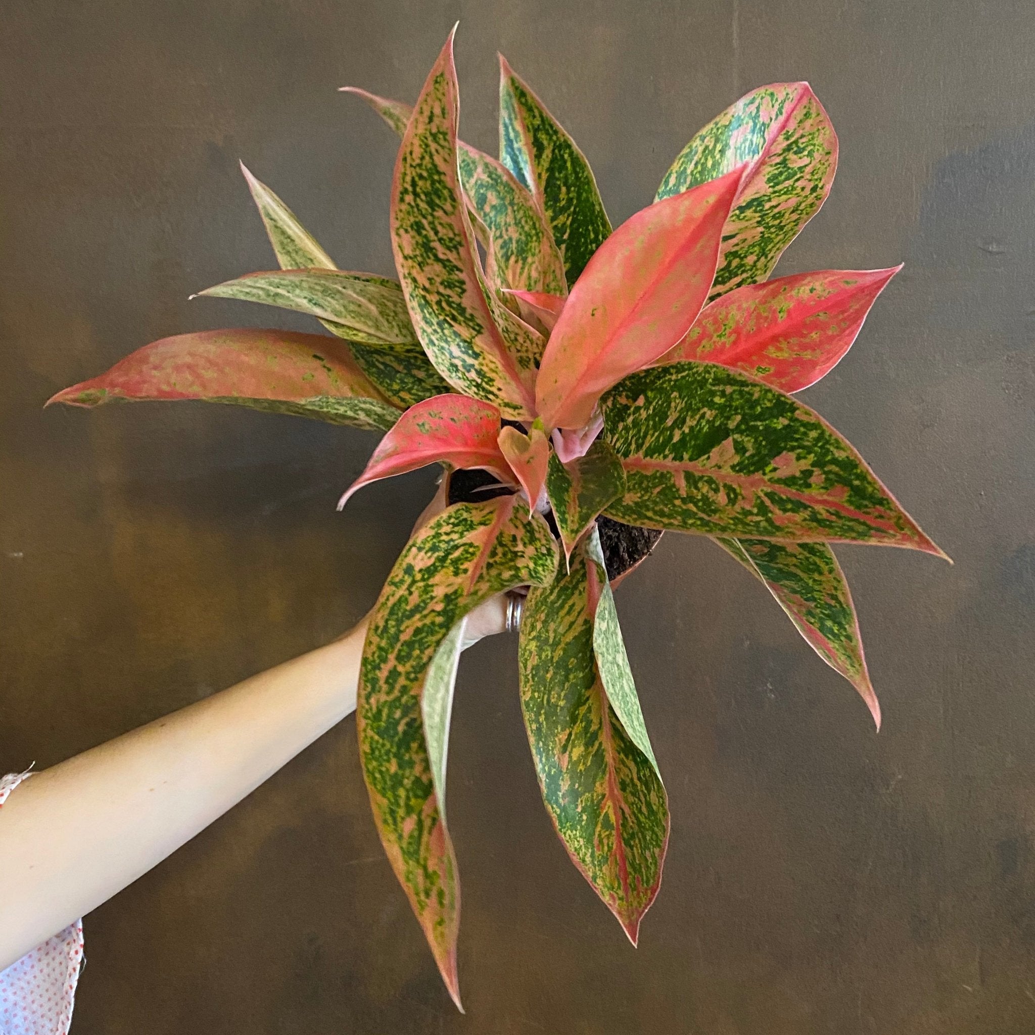 Aglaonema ‘Prestige’ - grow urban. UK