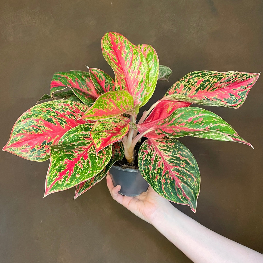 aglaonema red emerald care Aglaonema 'Red Emerald'