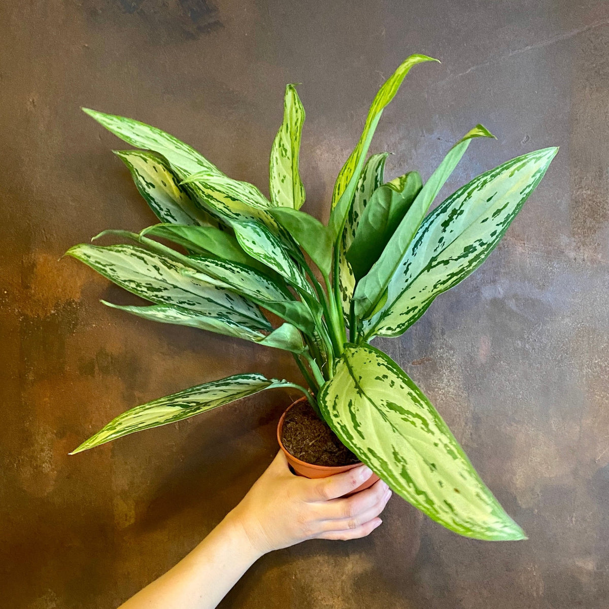 aglaonema silver queen price Aglaonema 'Silver Queen'
