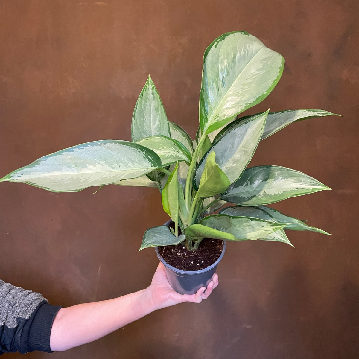 Aglaonema 'Silverado'