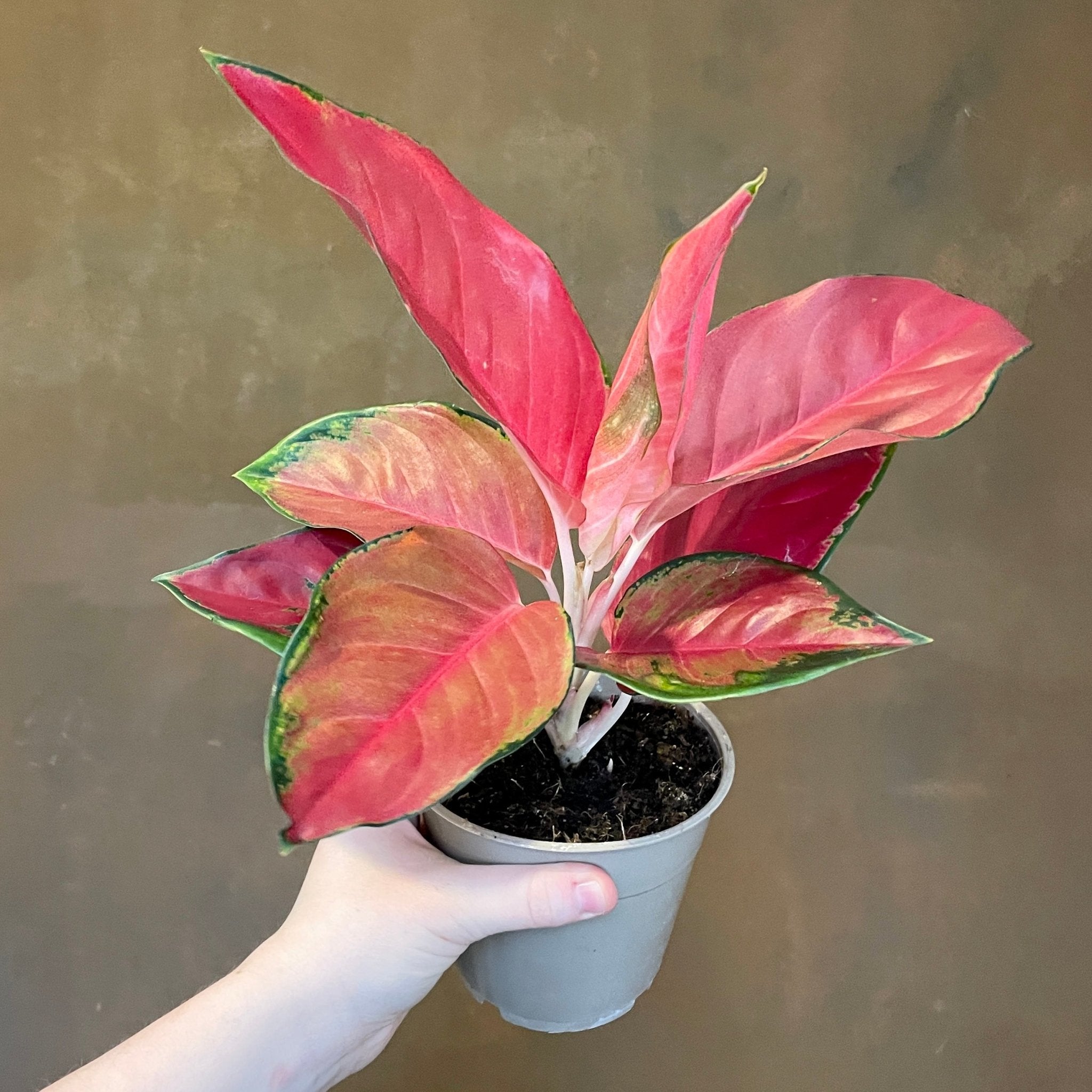 Aglaonema 'Sun Star' - grow urban. UK