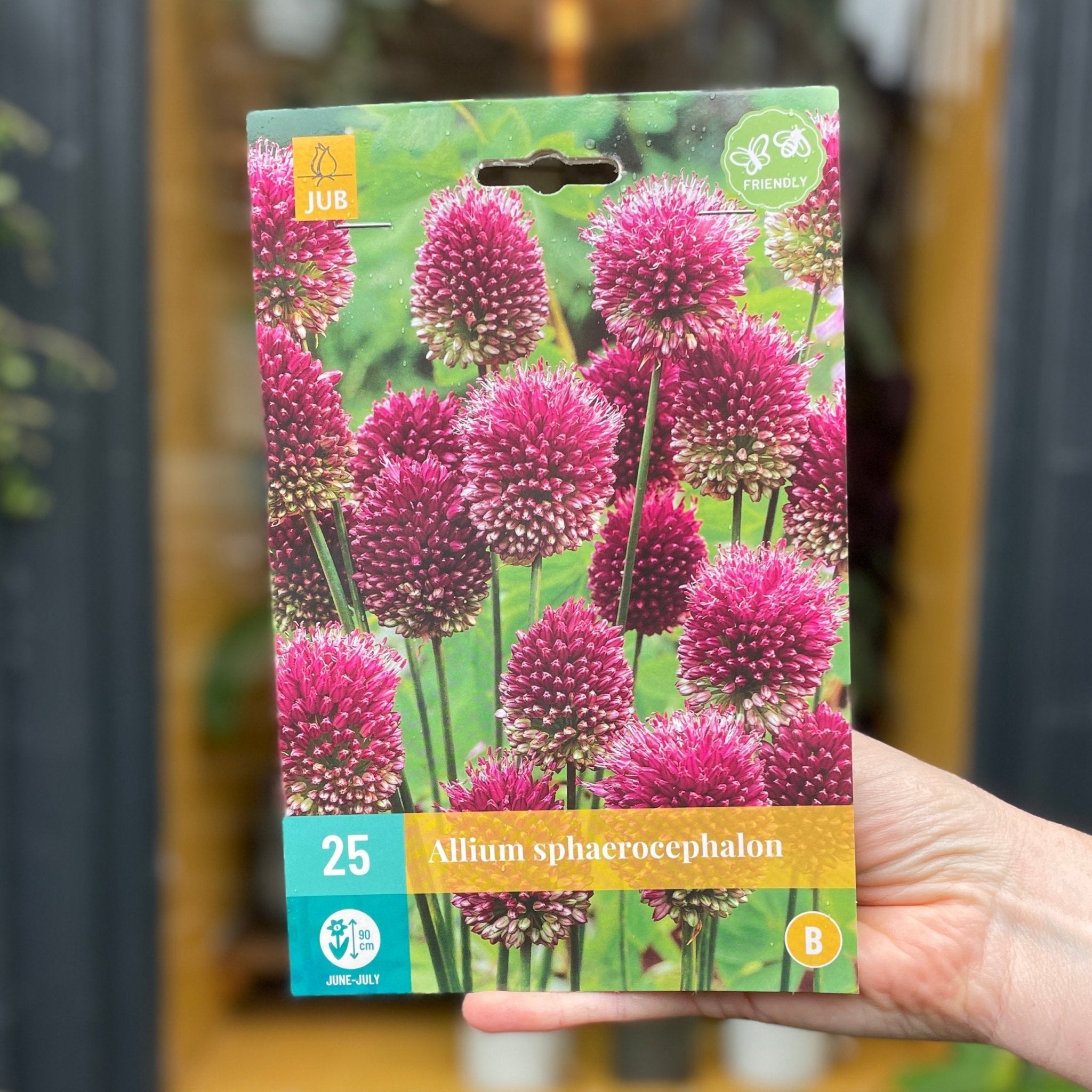 Allium Bulbs for Autumn Planting - grow urban. UK