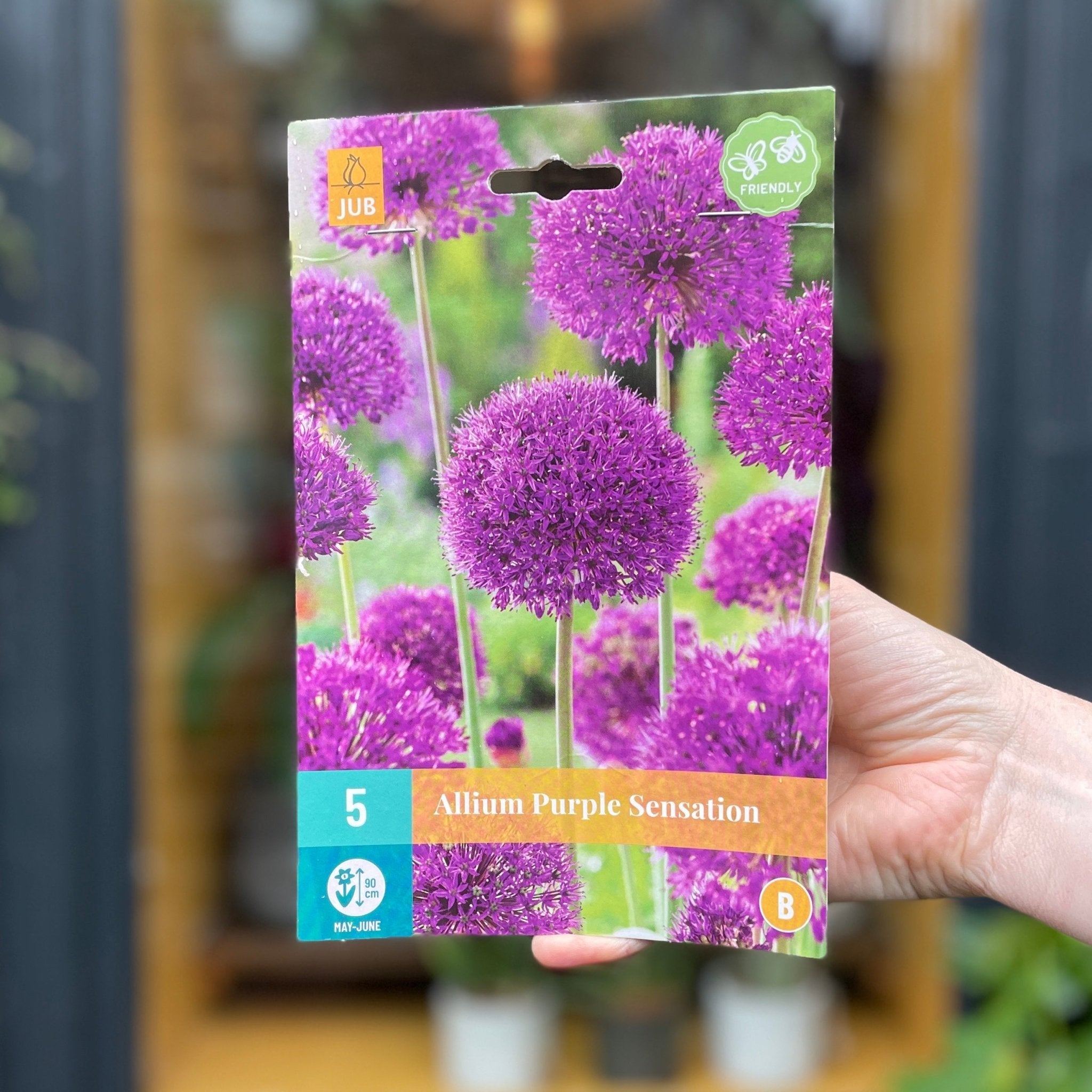 Allium Bulbs for Autumn Planting - grow urban. UK
