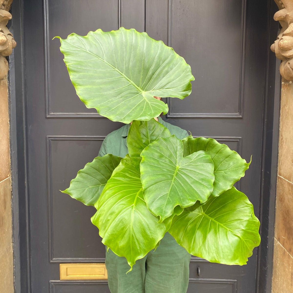 alocasia gageana california elephant ear plant Alocasia gageana 'California'