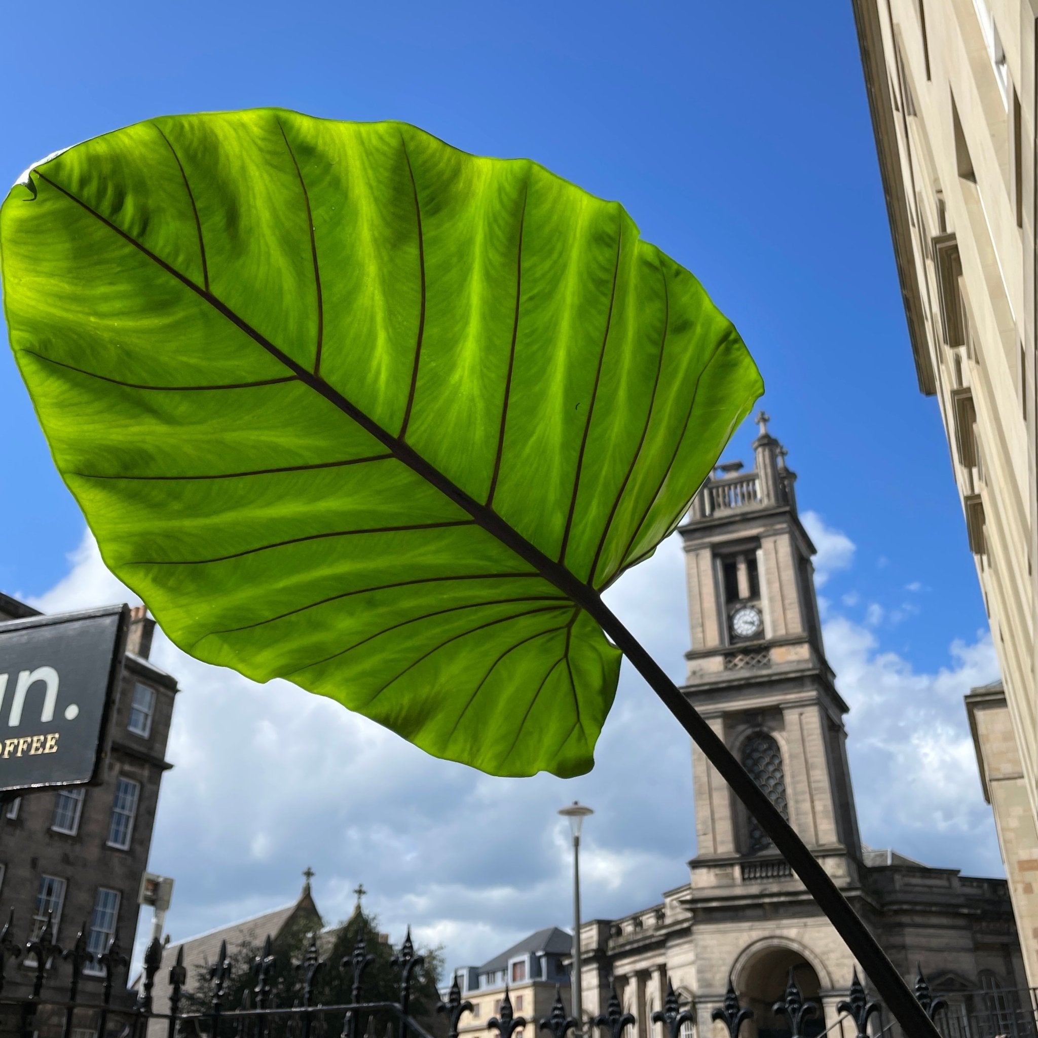 Alocasia macrorrhizos 'Black Stem' - grow urban. UK