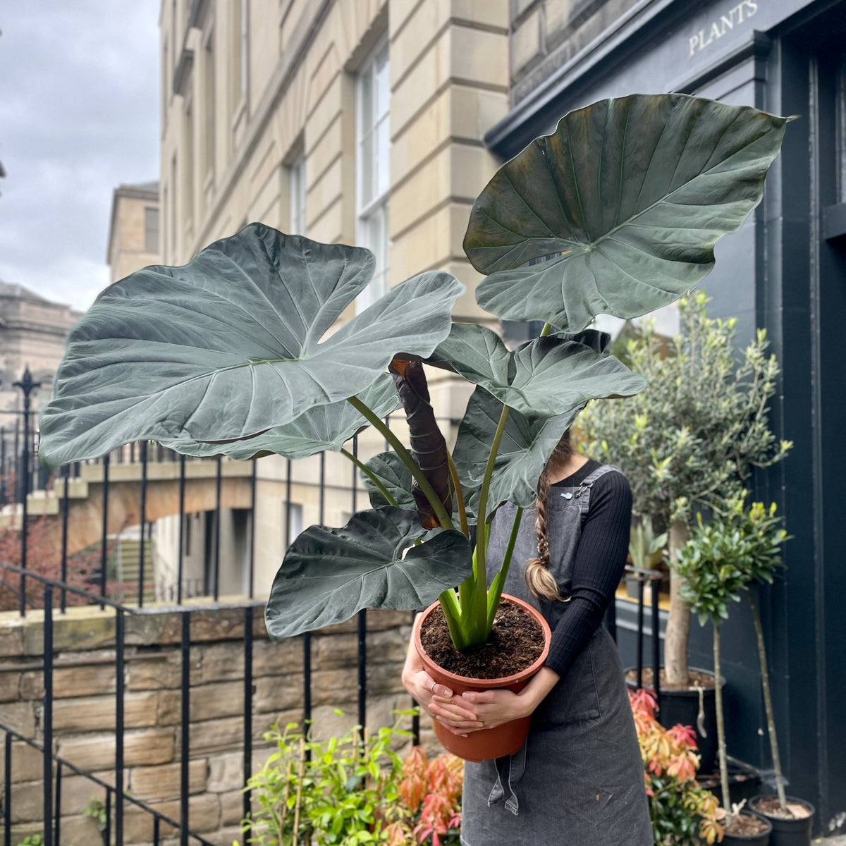 philodendron regal shield Alocasia 'Regal Shields' XL