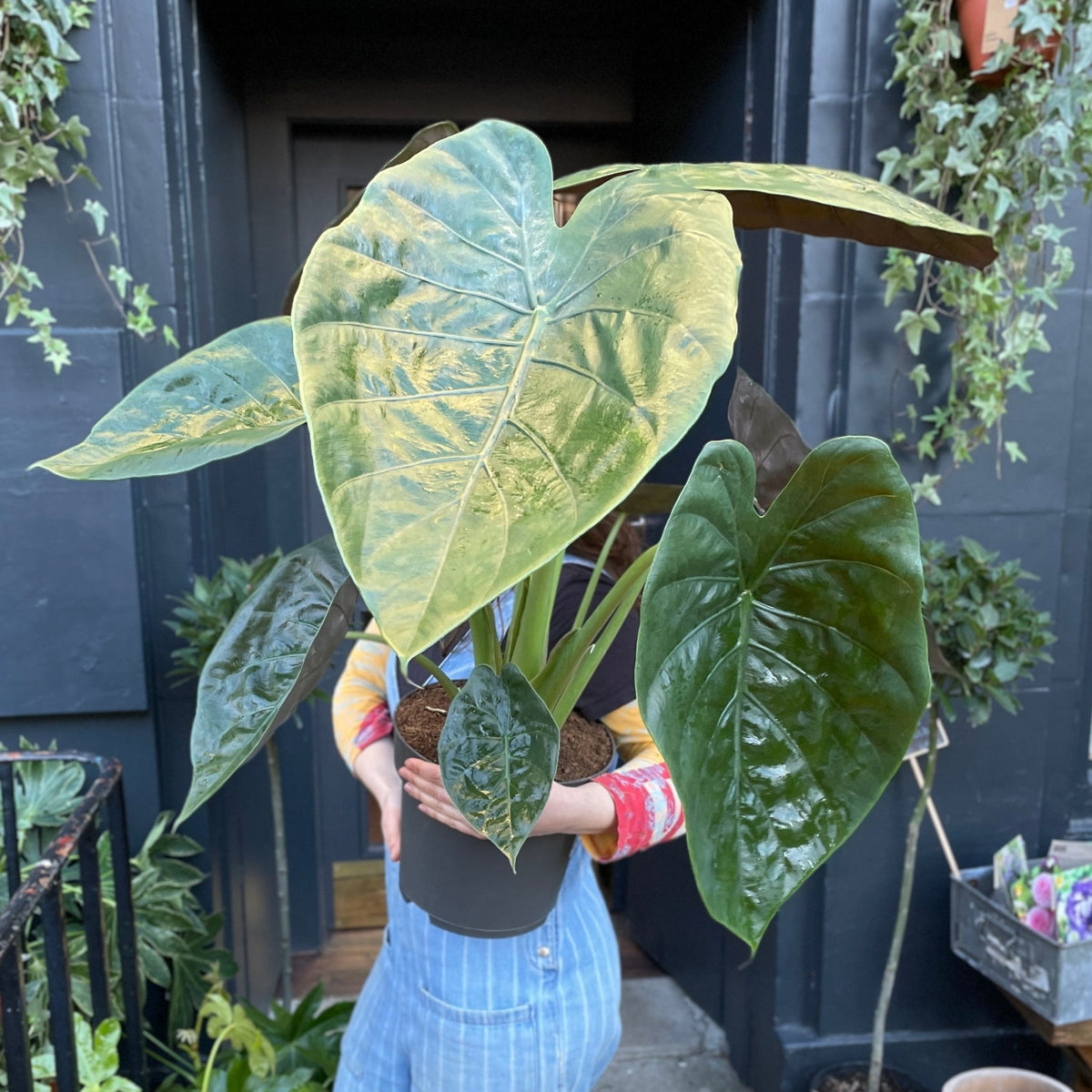 Alocasia wentii