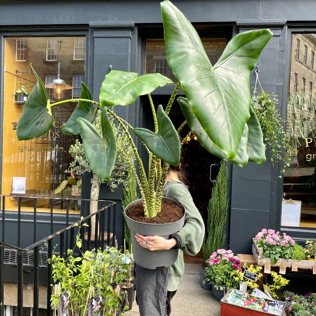 alocasia zebrina tiger Alocasia zebrina (32cm pot)