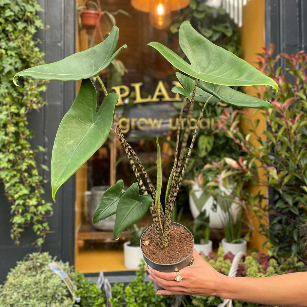 Alocasia zebrina