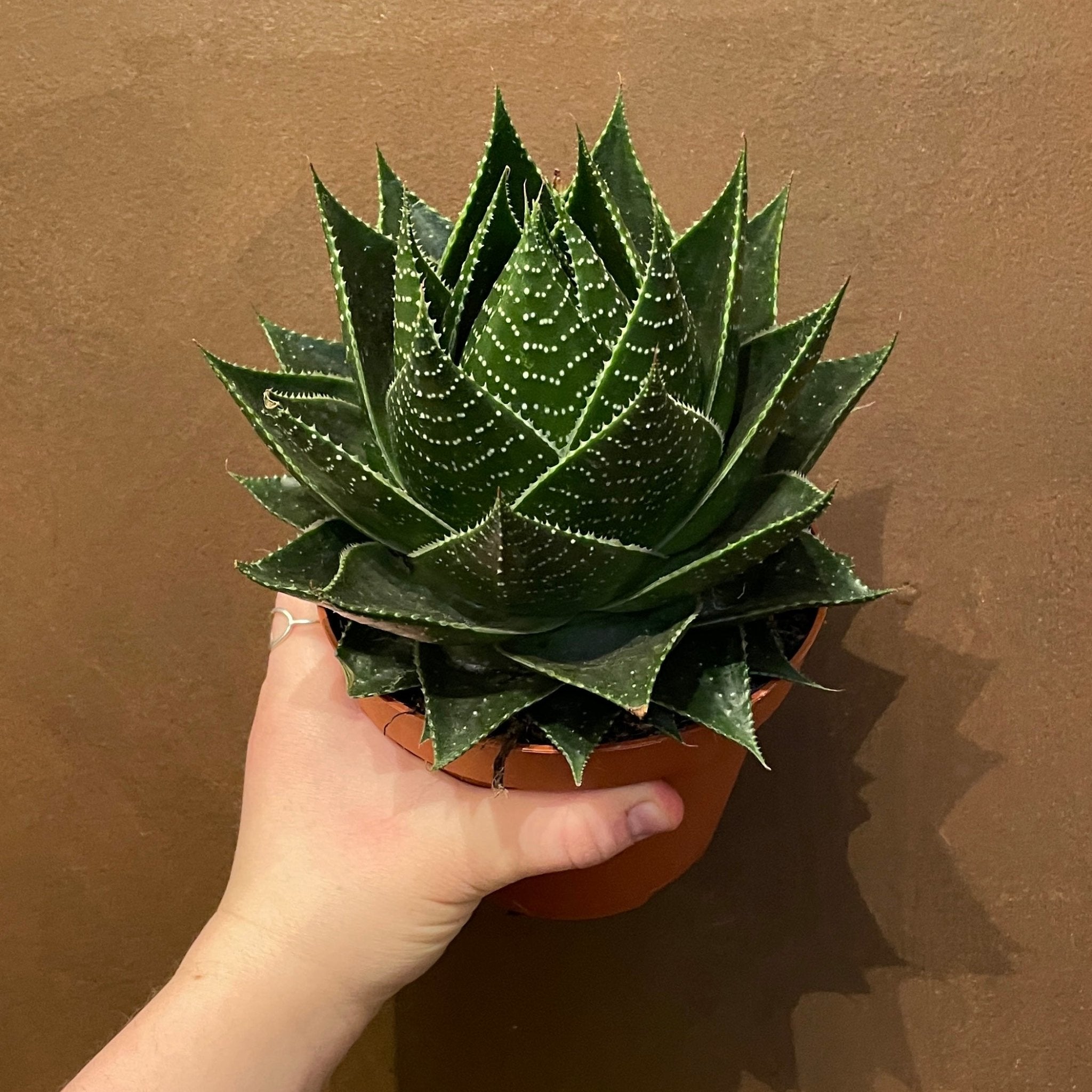 Aloe ‘Cosmo’ (13cm pot) - grow urban. UK
