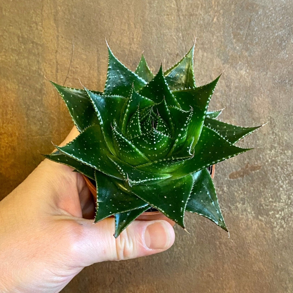 Green Pearl Aloe