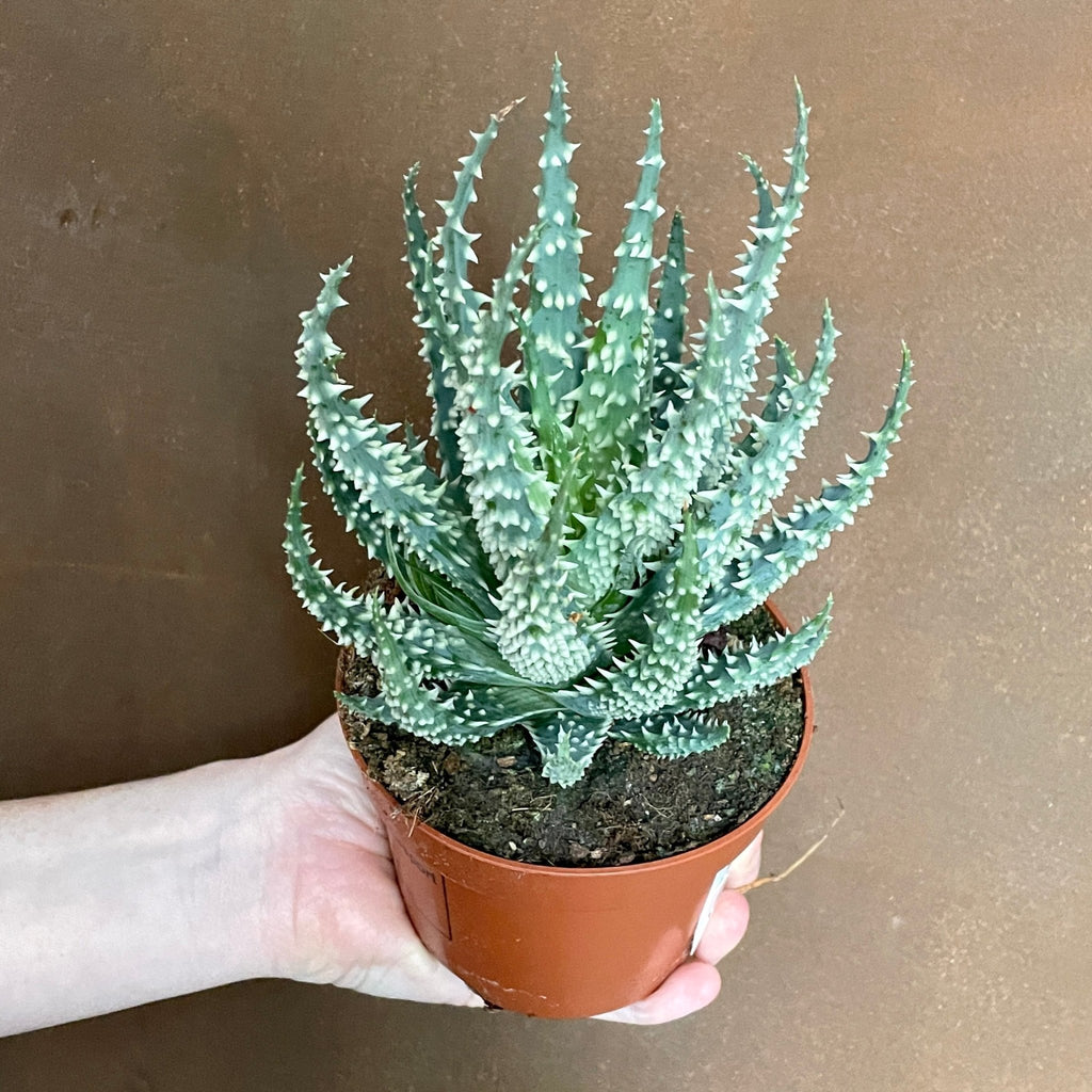 Aloe humilis (10.5cm pot) | Hedgehog Aloe