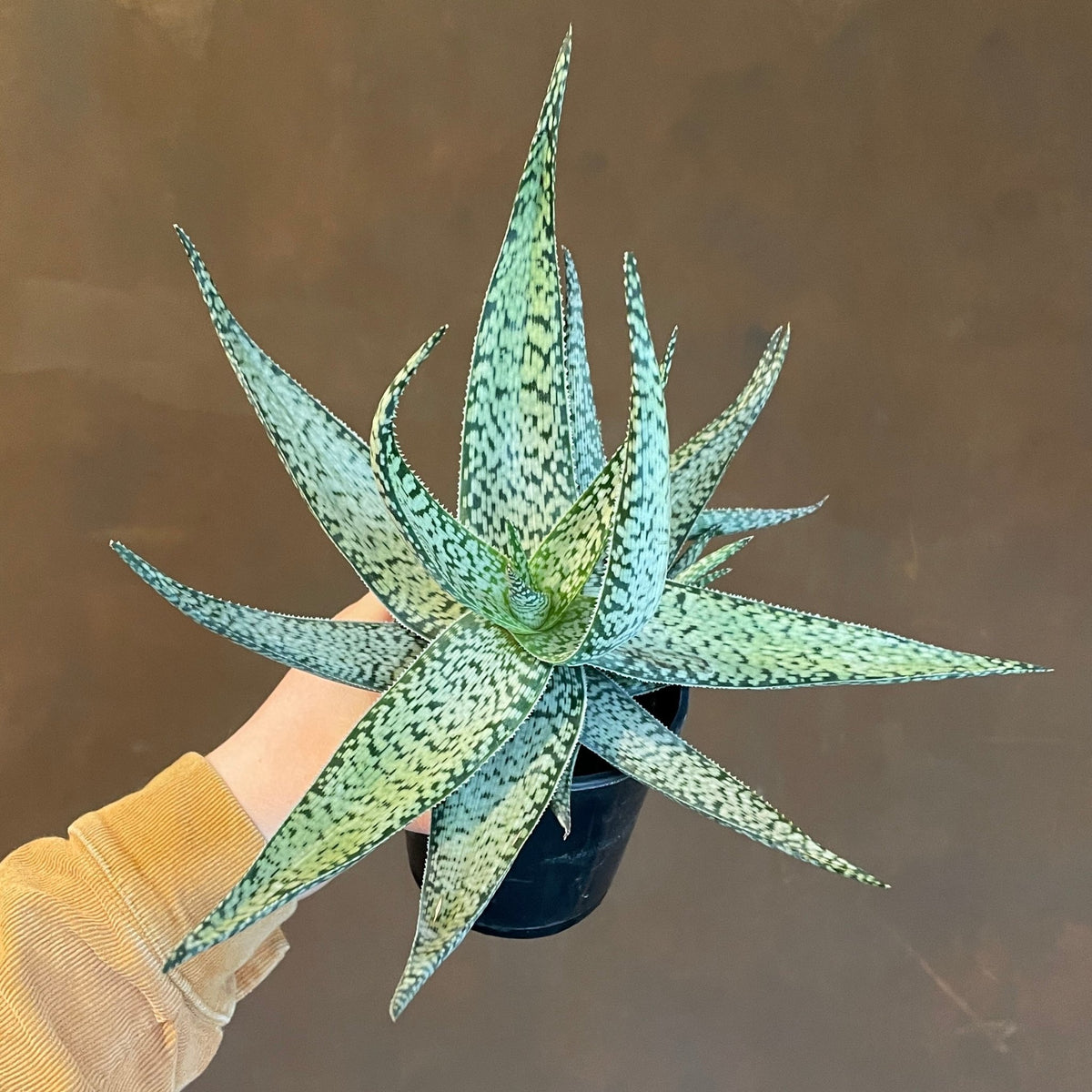 silver aloe Aloe 'Lotus Silver'