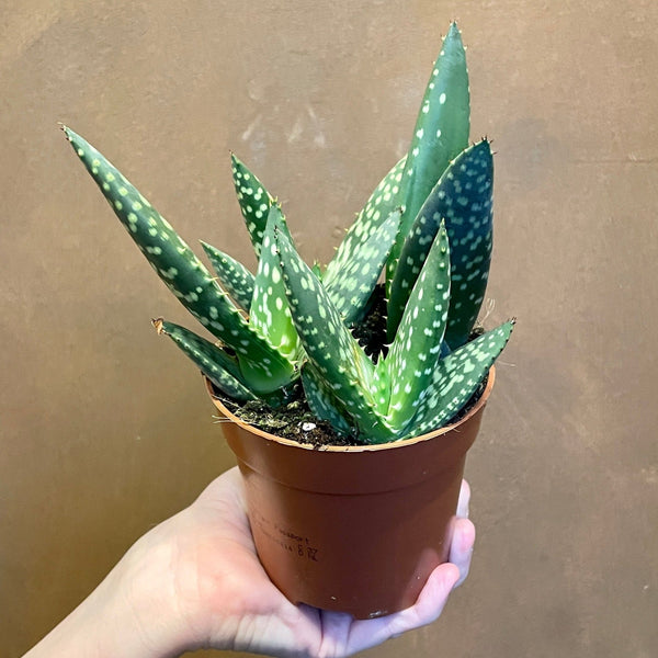 Aloe paradisicum