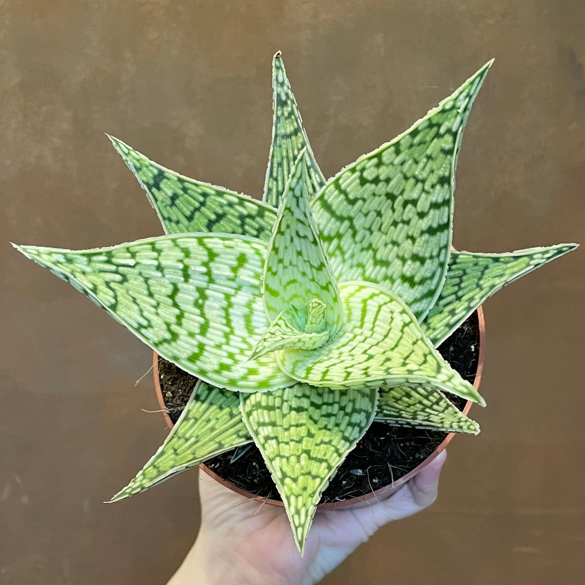 Aloe rauhii 'Demi' | grow urban. Edinburgh