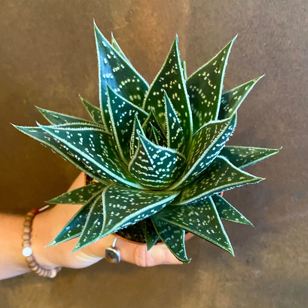 Aloe 'Tiki Tahi' | UK Delivery