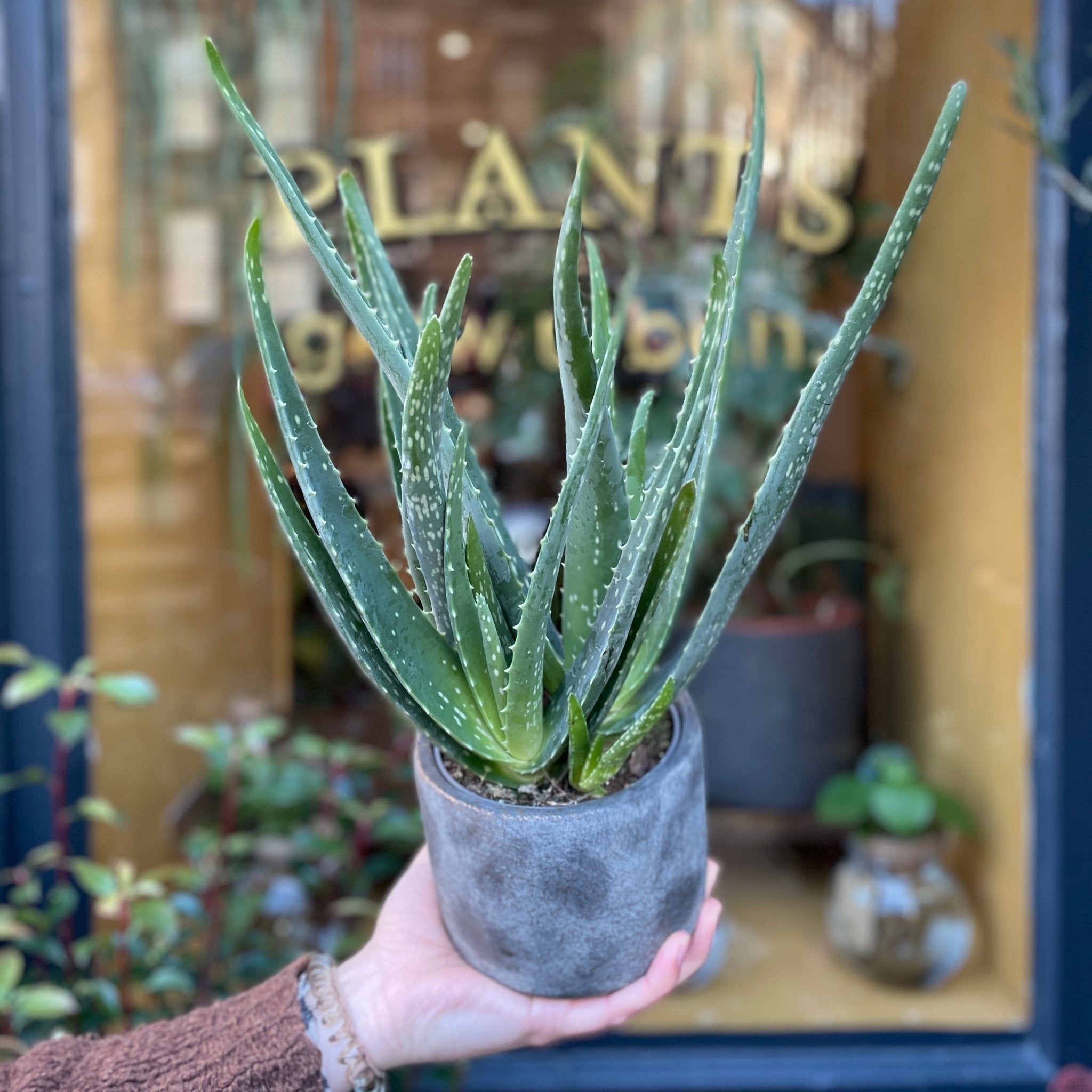 Aloe vera (10.5cm pot) - grow urban. UK