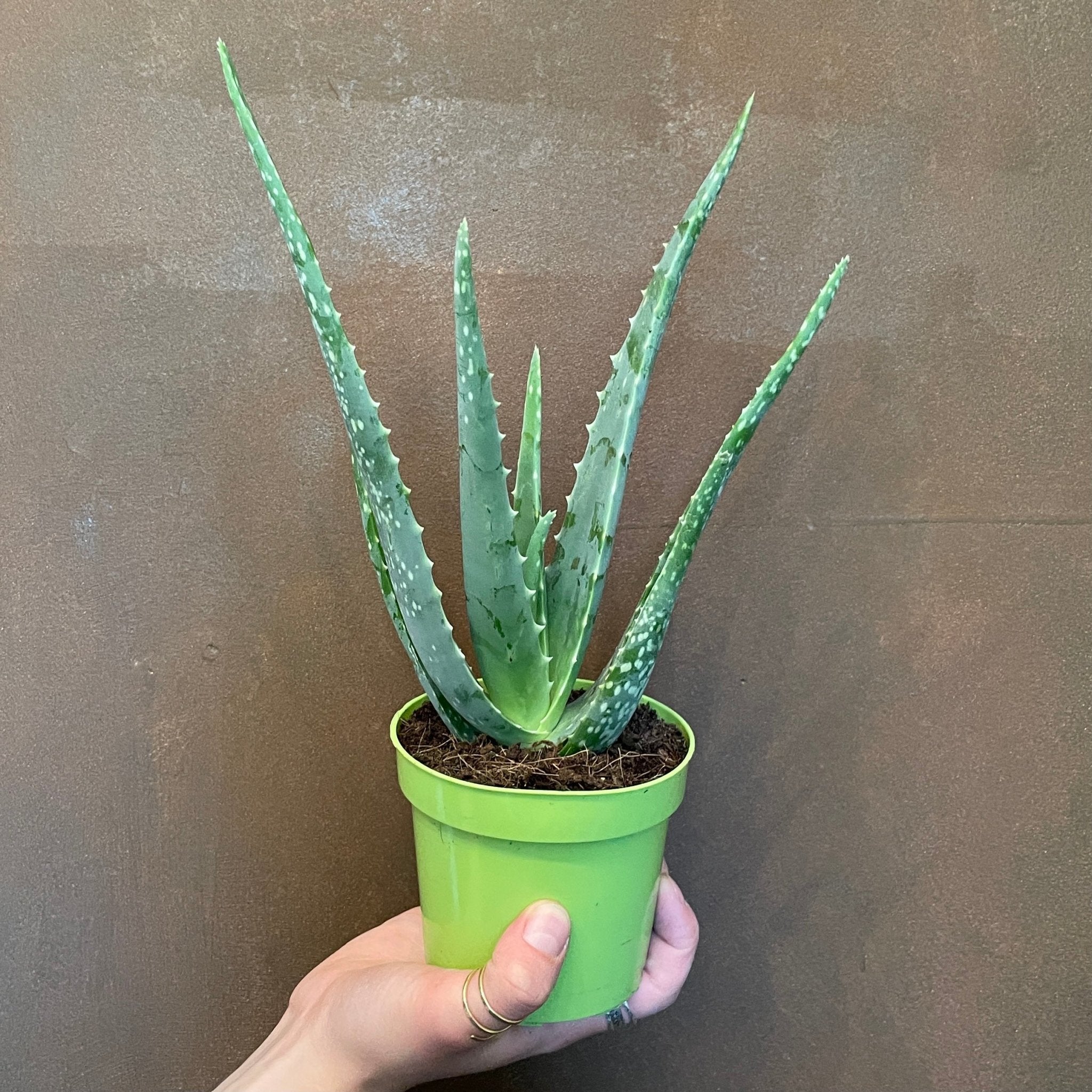 Aloe vera (10.5cm pot) - grow urban. UK