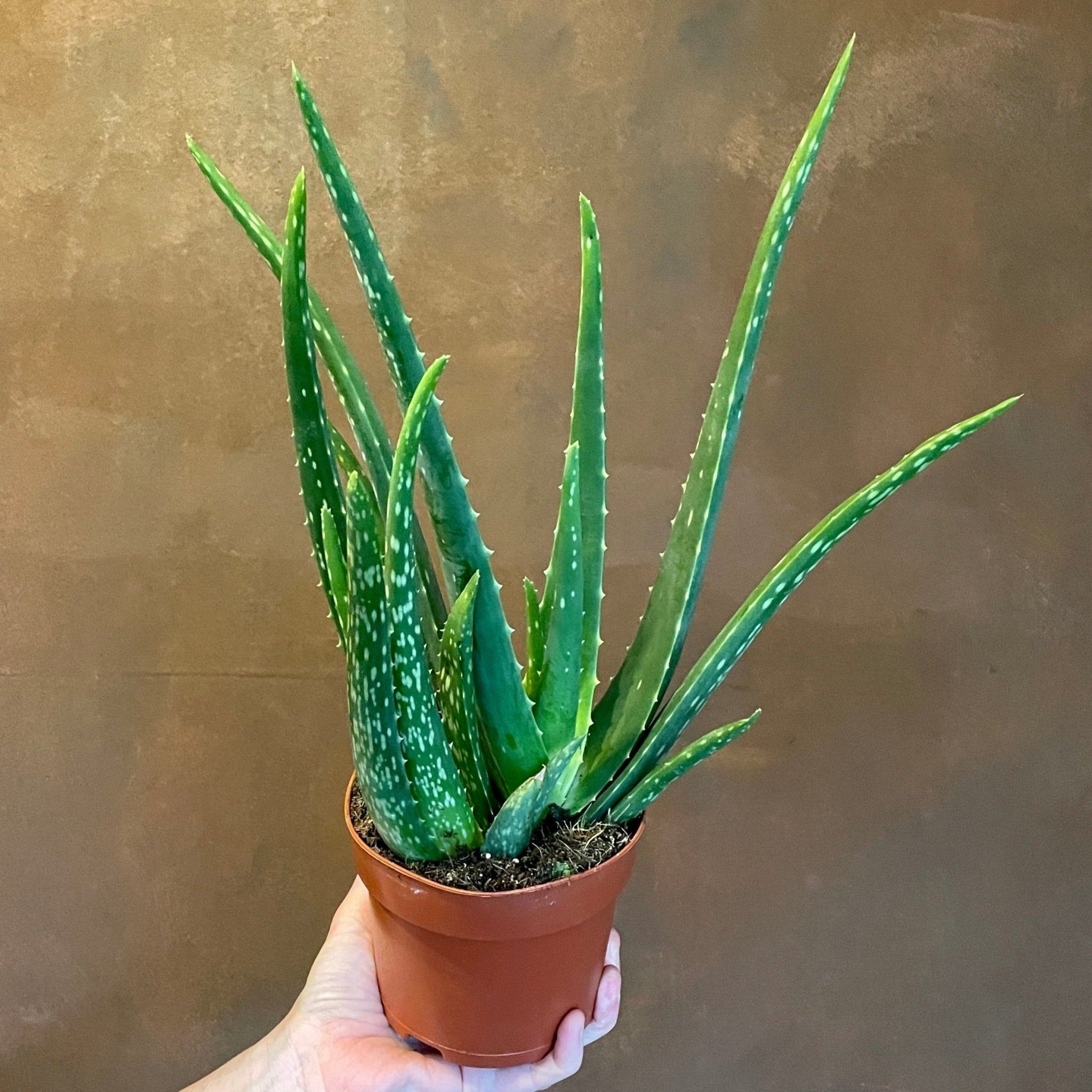 Aloe vera (12cm pot) - grow urban. UK