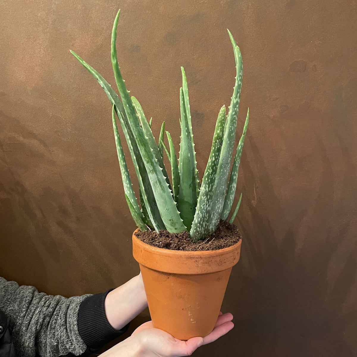 terracotta pots for aloe vera plant Aloe vera (17cm terracotta pot)