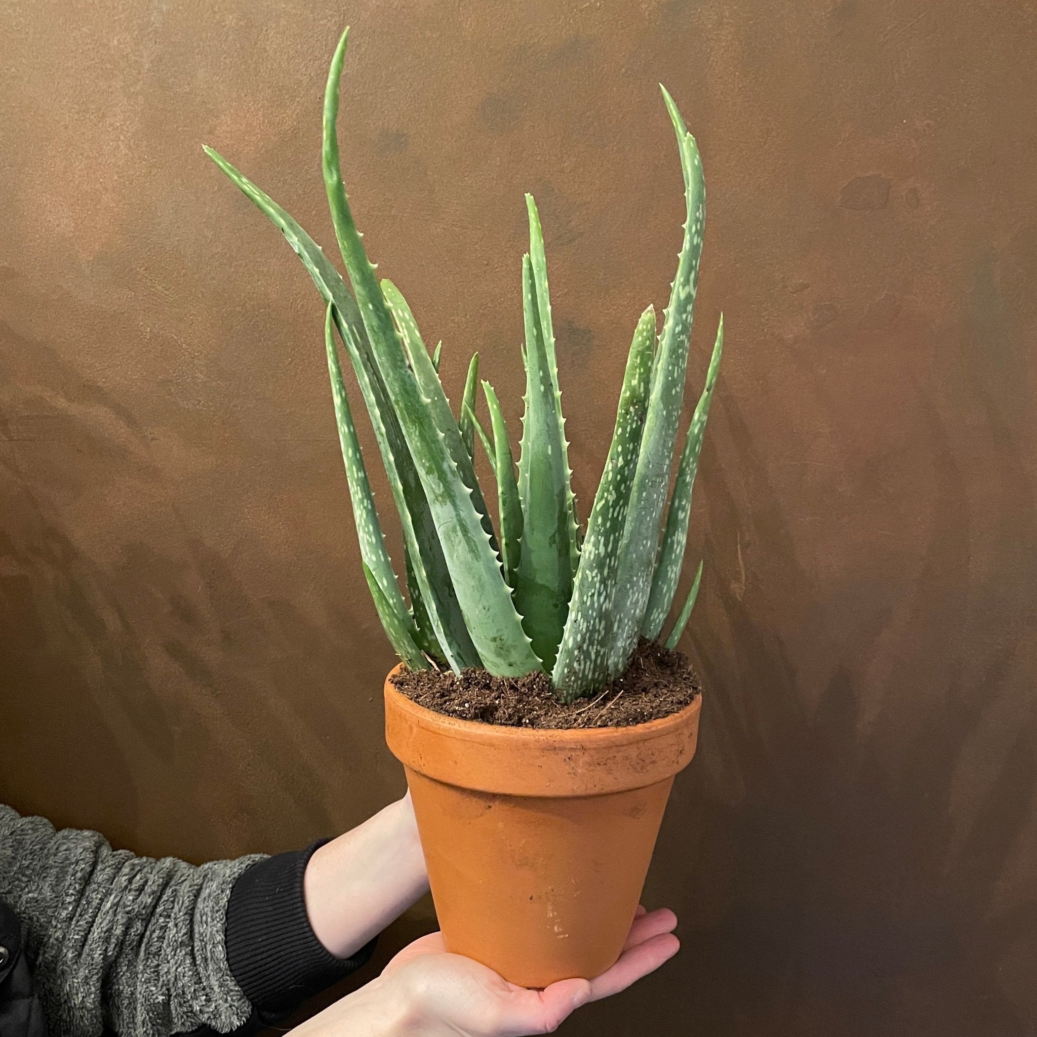 Aloe vera (17cm terracotta pot) - grow urban. UK