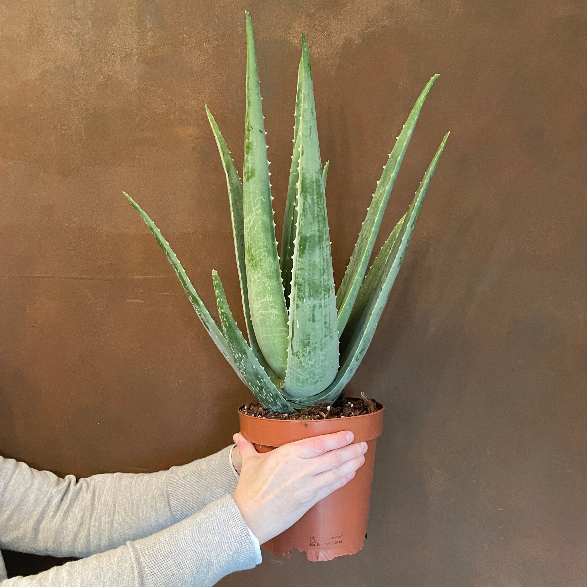 Aloe vera (19cm pot) - grow urban. UK
