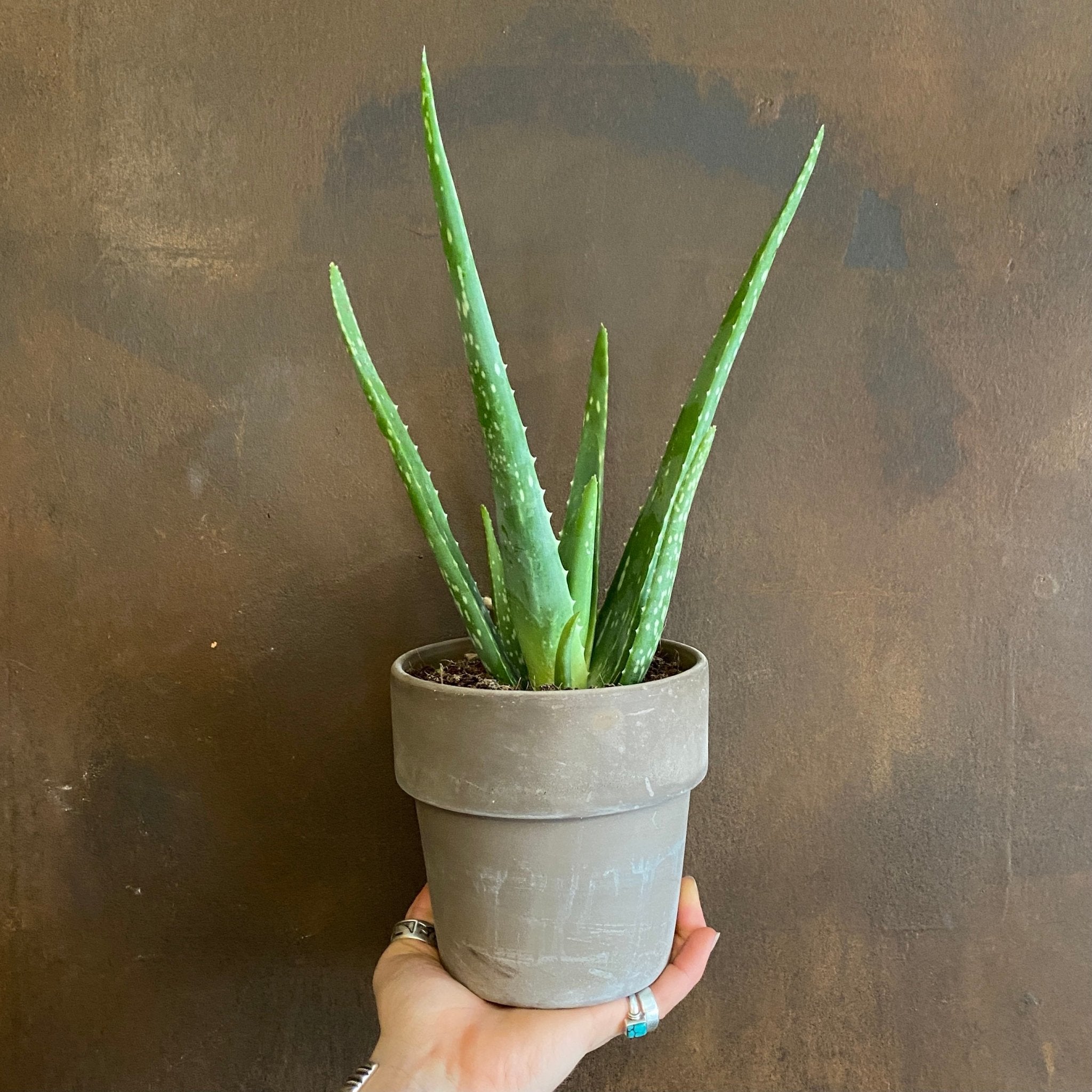 Aloe vera (with grey terracotta pot) - grow urban. UK
