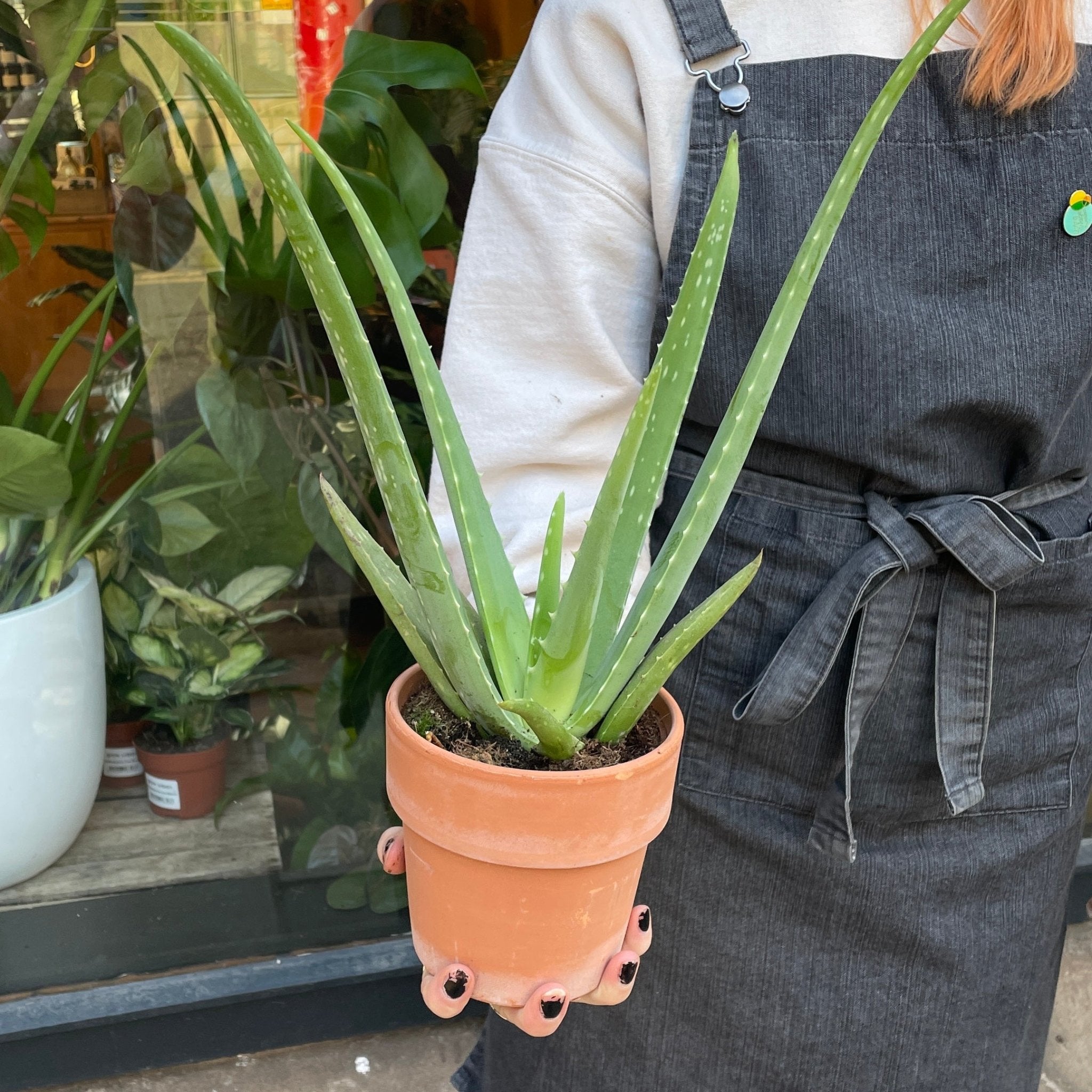 Aloe vera (with terracotta pot) - grow urban. UK