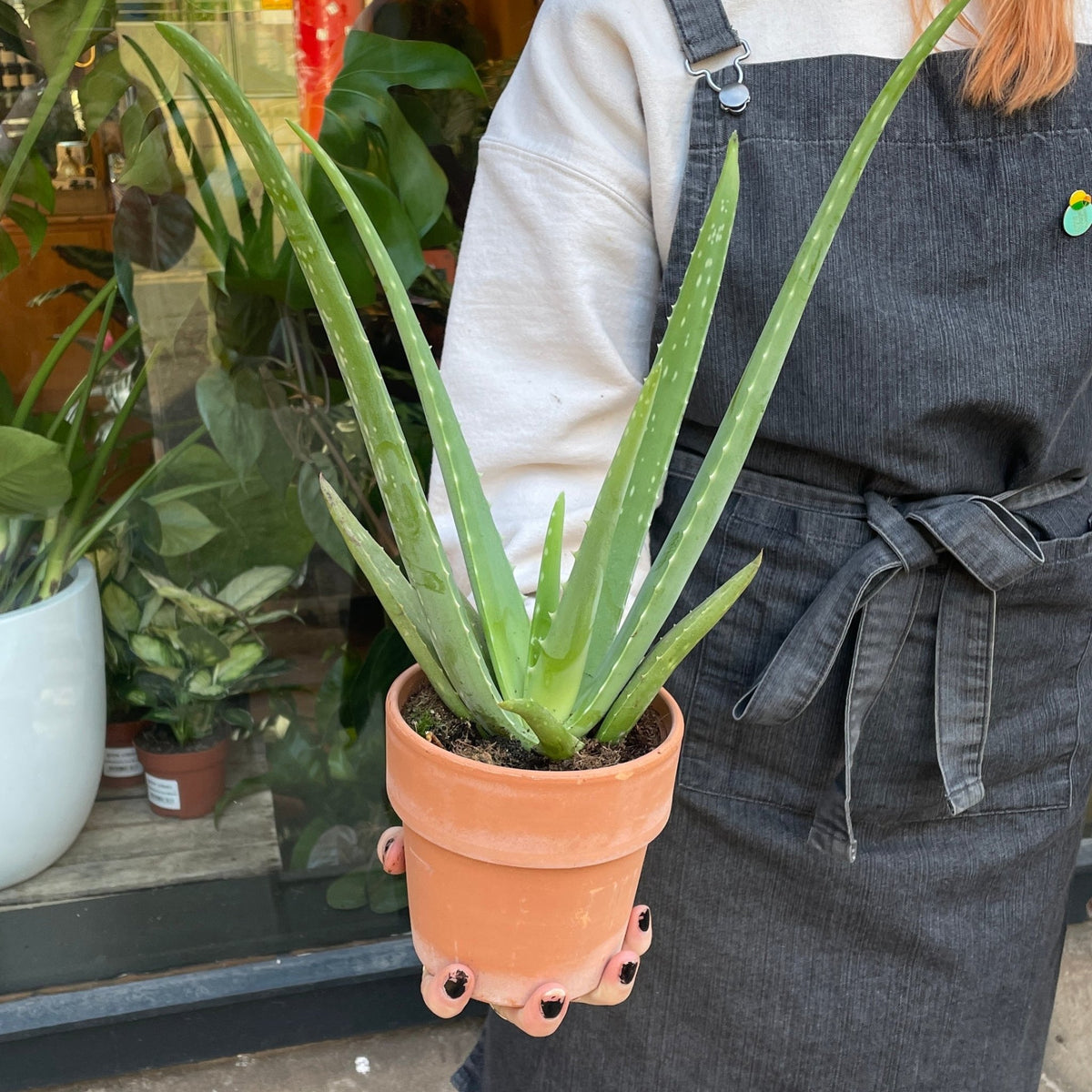 Aloe vera (with terracotta pot) grow urban. Edinburgh