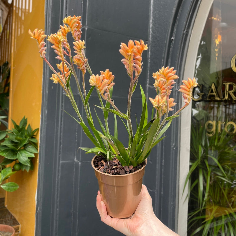 Anigozanthos 'Beauty Orange' - grow urban. UK