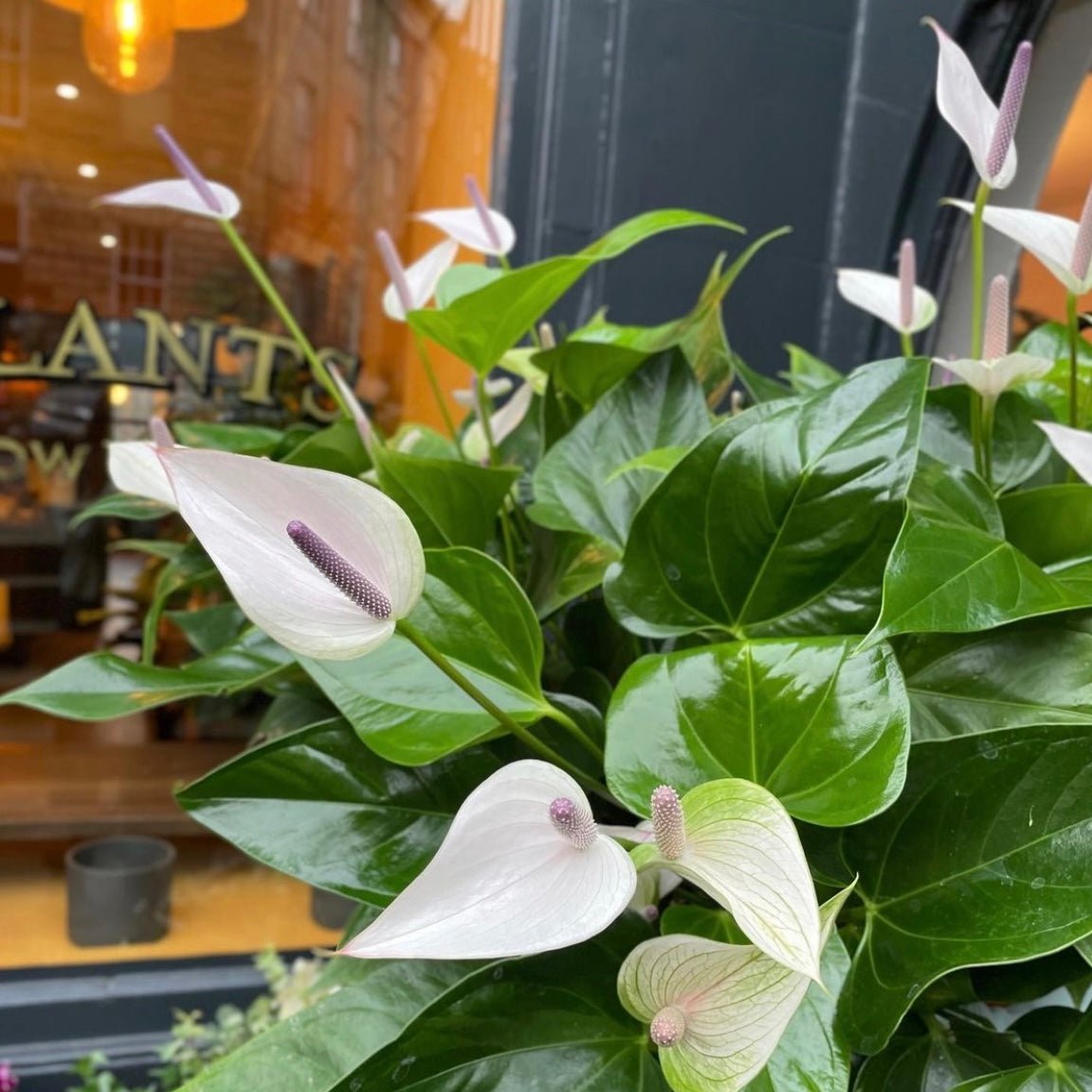 Anthurium ‘Alexia Violet’ - grow urban. UK
