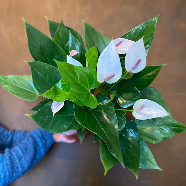 Anthurium 'Alexia Violet'