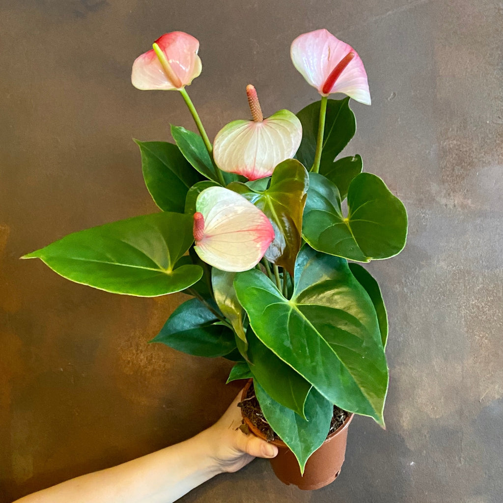 anthurium amalia Anthurium 'Amalia Elegance' (12cm pot)