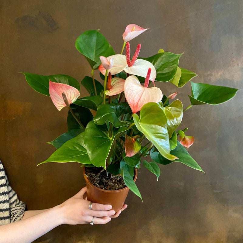 Anthurium 'Amalia Elegance' (17cm pot) | grow urban. Edinburgh