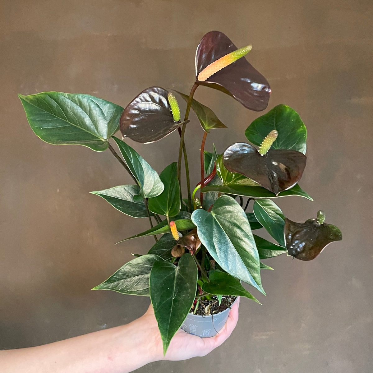 black beauty anthurium Anthurium 'Black Love'
