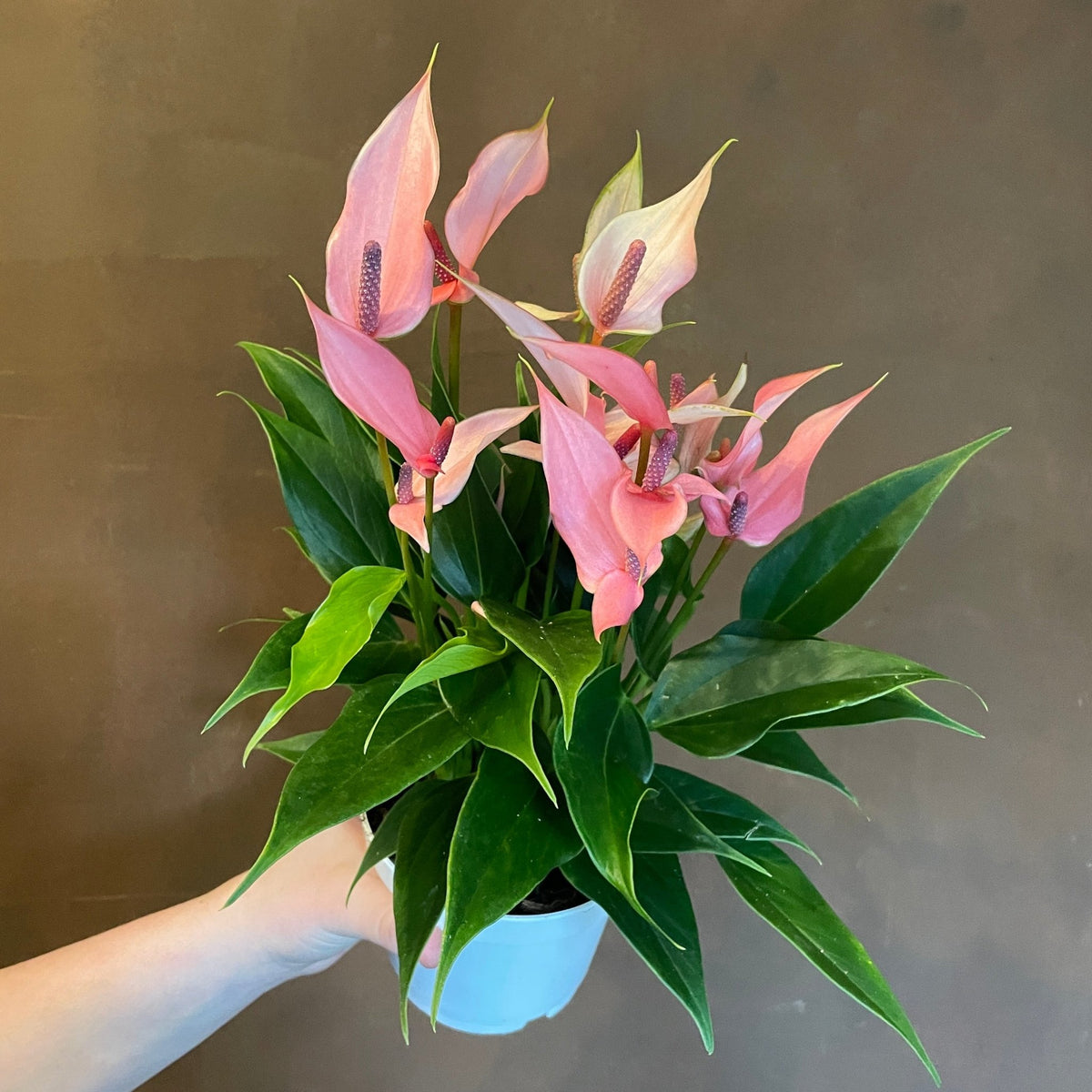 Anthurium 'Champion Lilli'
