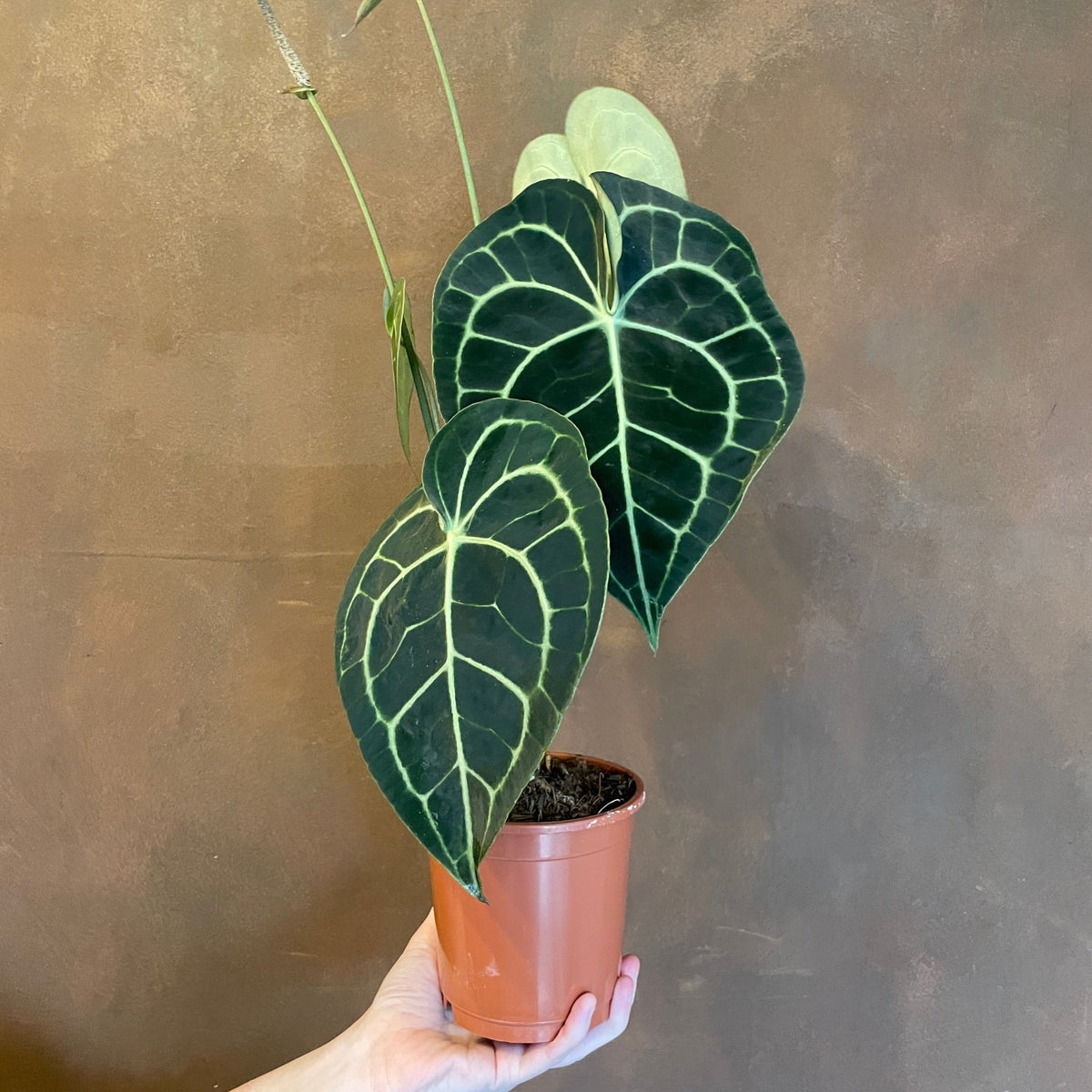 velvet cardboard anthurium Anthurium Clarinervium