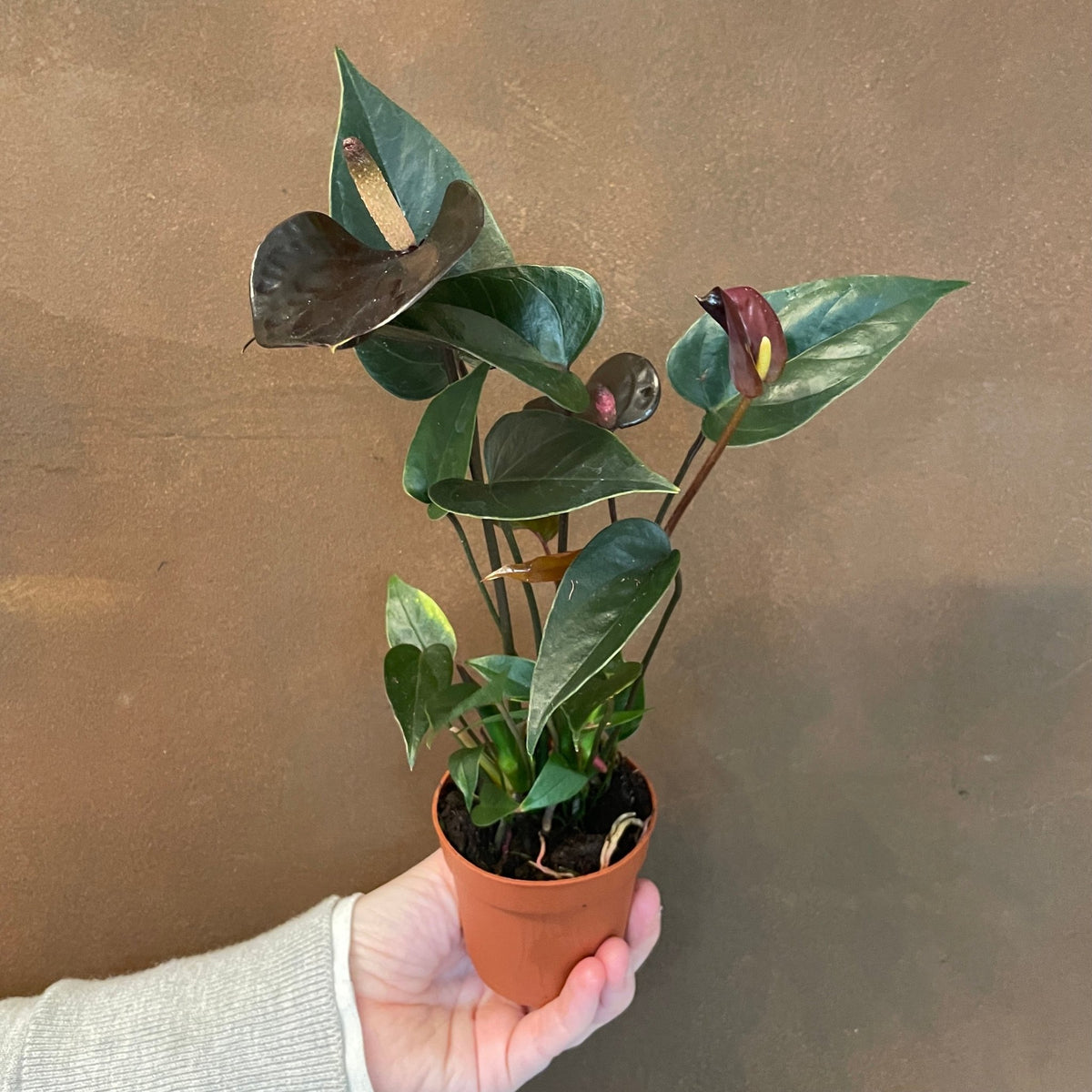 anthurium diamond dust Anthurium 'Diamond Black' (7cm pot)