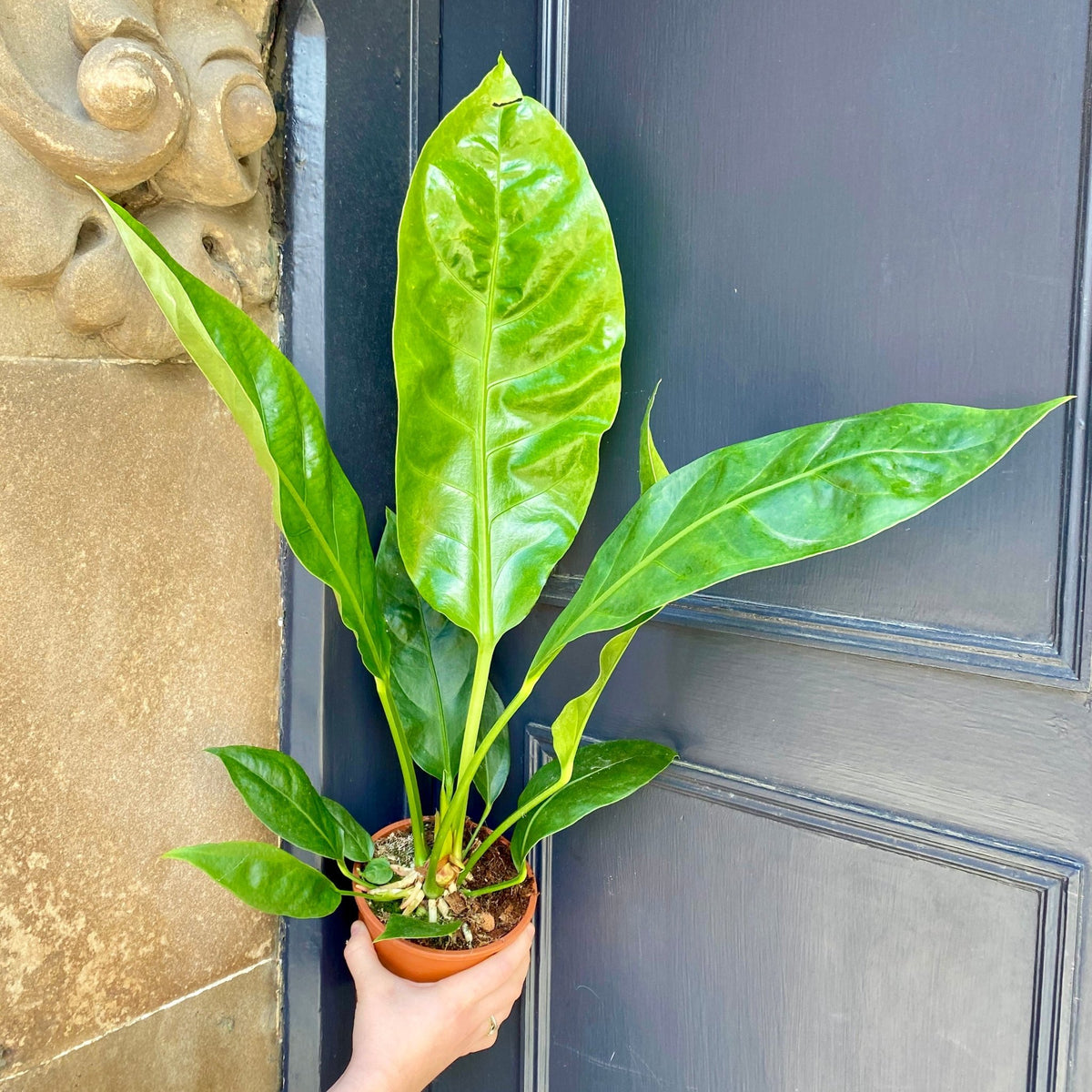 Anthurium ellipticum 'Jungle King' | grow urban. Edinburgh