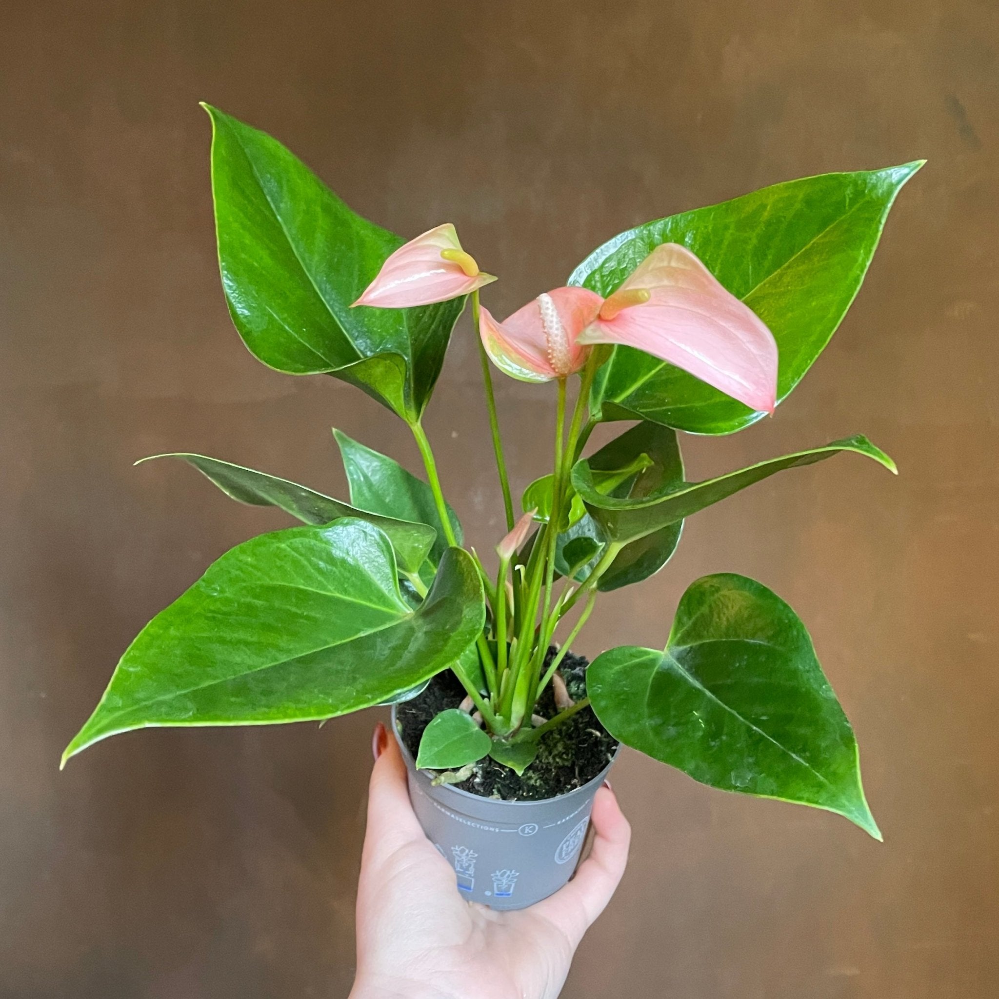 Anthurium ‘Joli Peach’ (9cm pot) - grow urban. UK