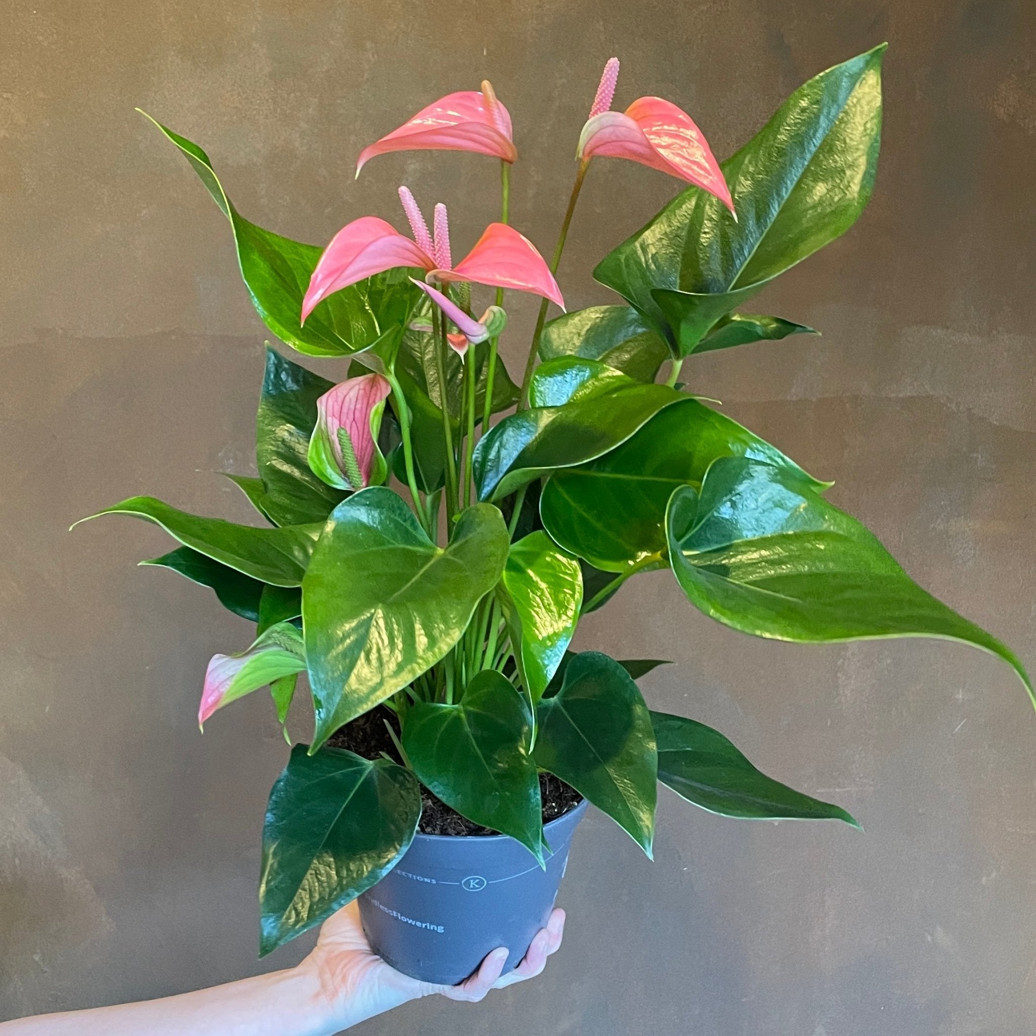 Anthurium ‘Joli Pink’ | grow urban. Edinburgh