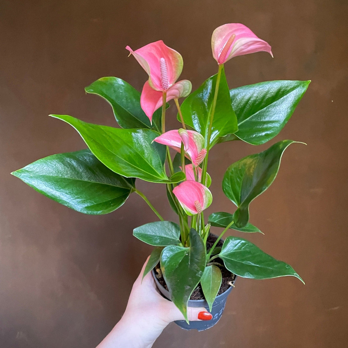 anthurium 'goliath' Anthurium Goliath X Subsignatum x RVDP – HappiestPlants main image 1