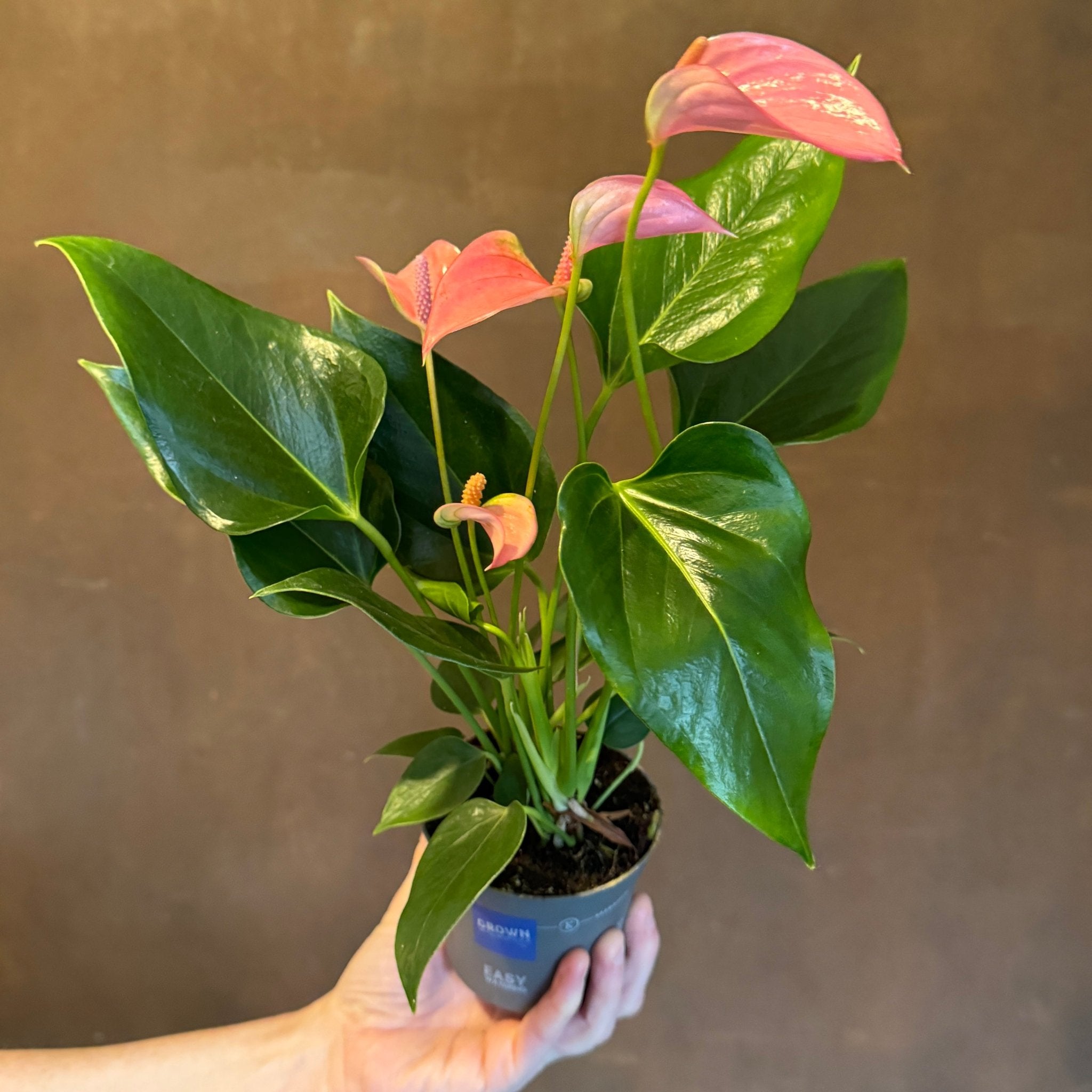 Anthurium ‘Joli Pink’ (9cm pot) - grow urban. UK