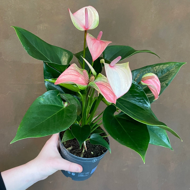 Anthurium ‘Joli Pulse’ | Flamingo Plant | grow urban. UK