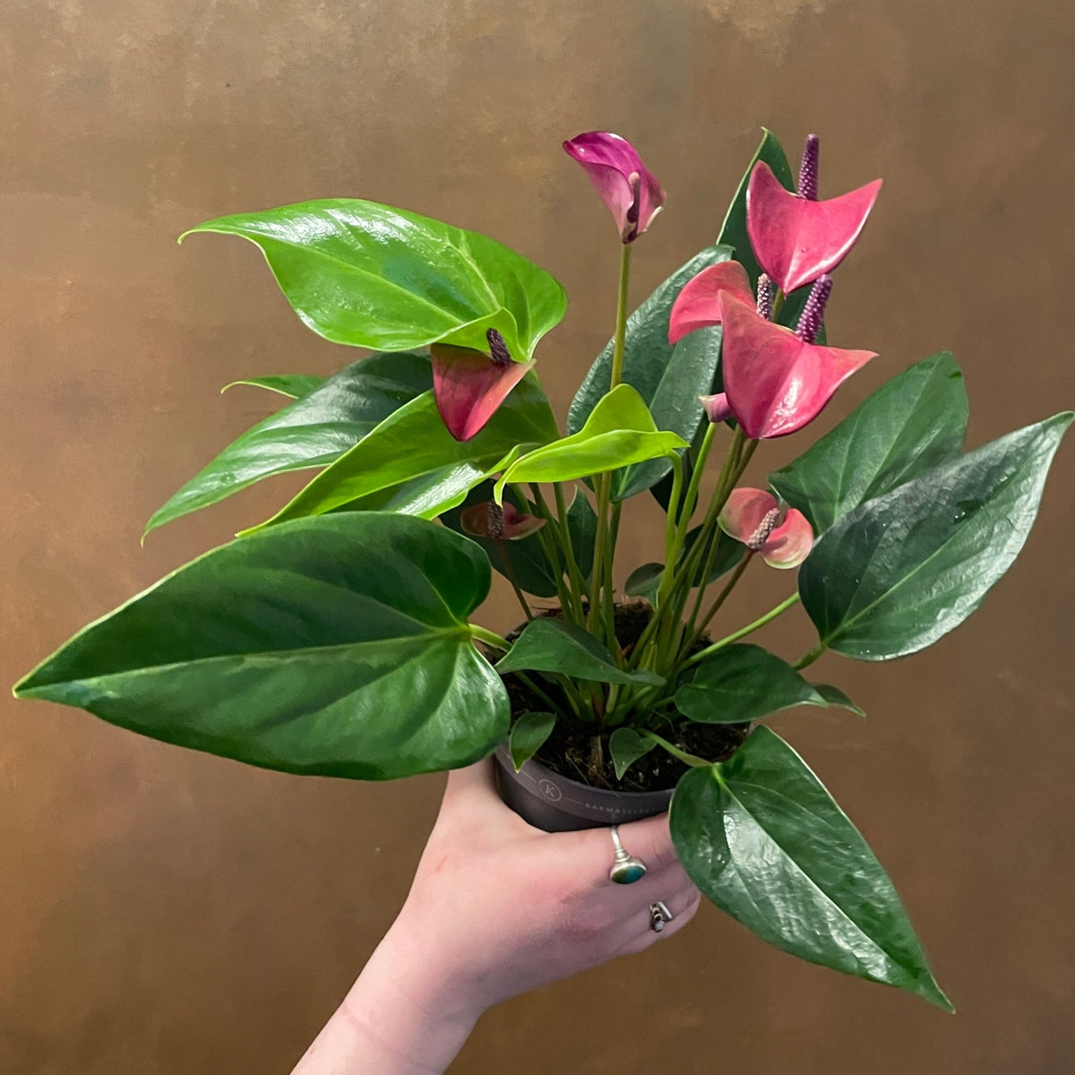 anthurium karma Anthurium 'Karma Purple'