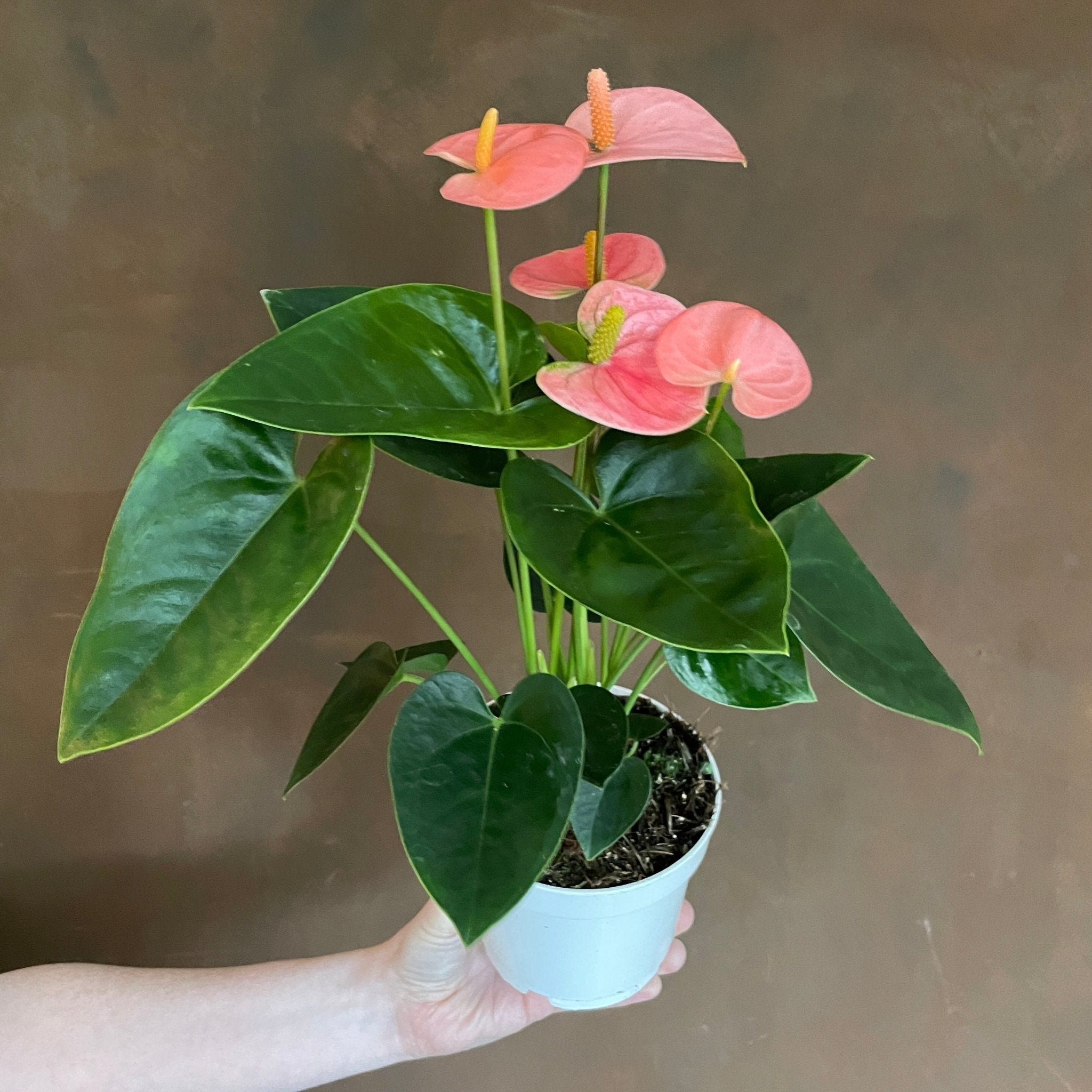 Anthurium ‘Leganza’ | grow urban. Edinburgh