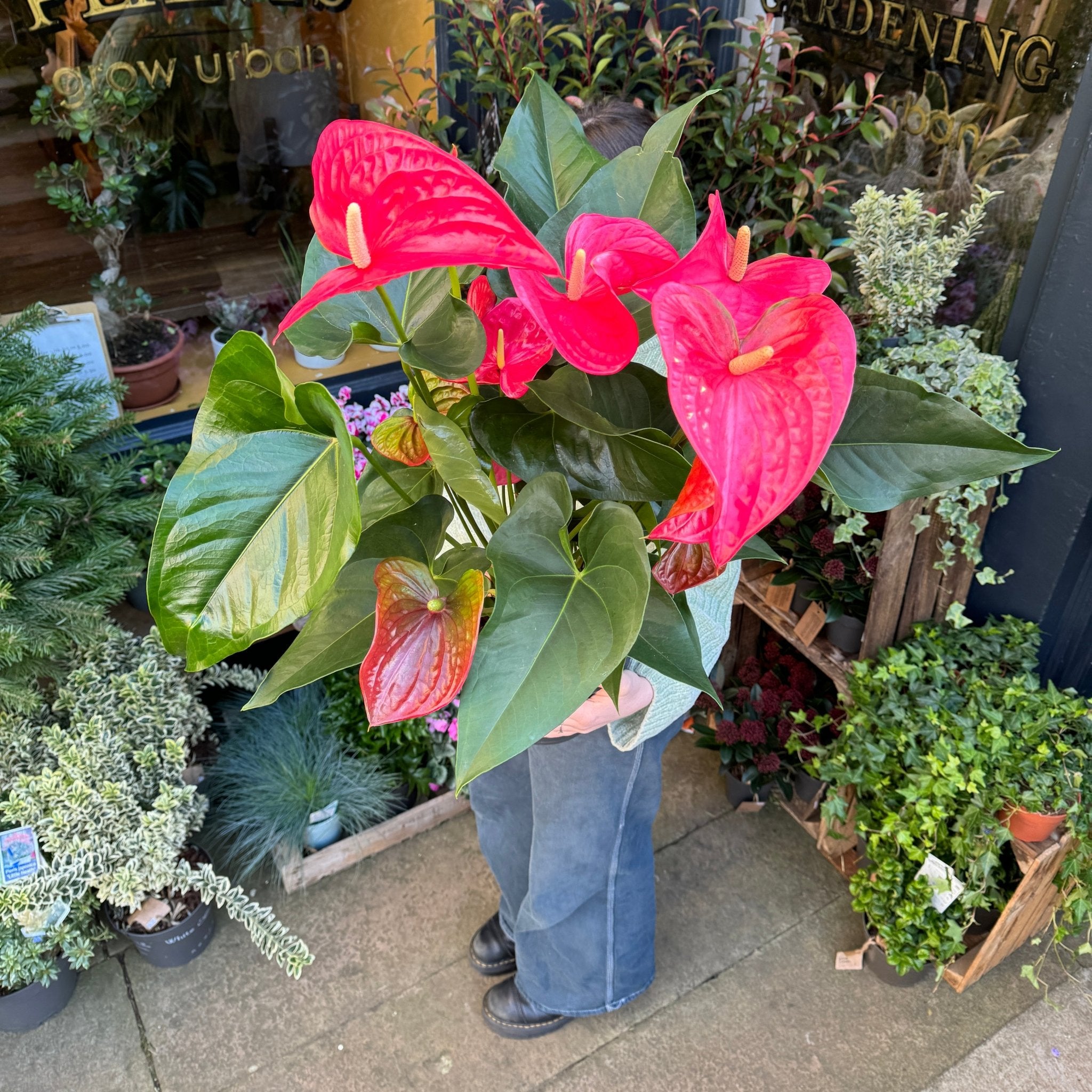 Anthurium ‘Maine Rose’ - grow urban. UK