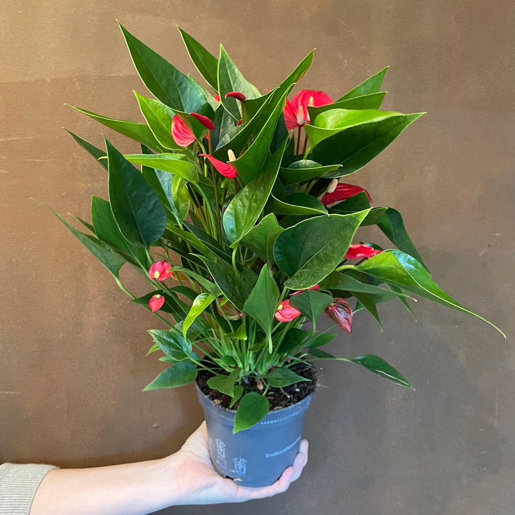 million flowers anthurium Anthurium 'Million Flowers' 12cm